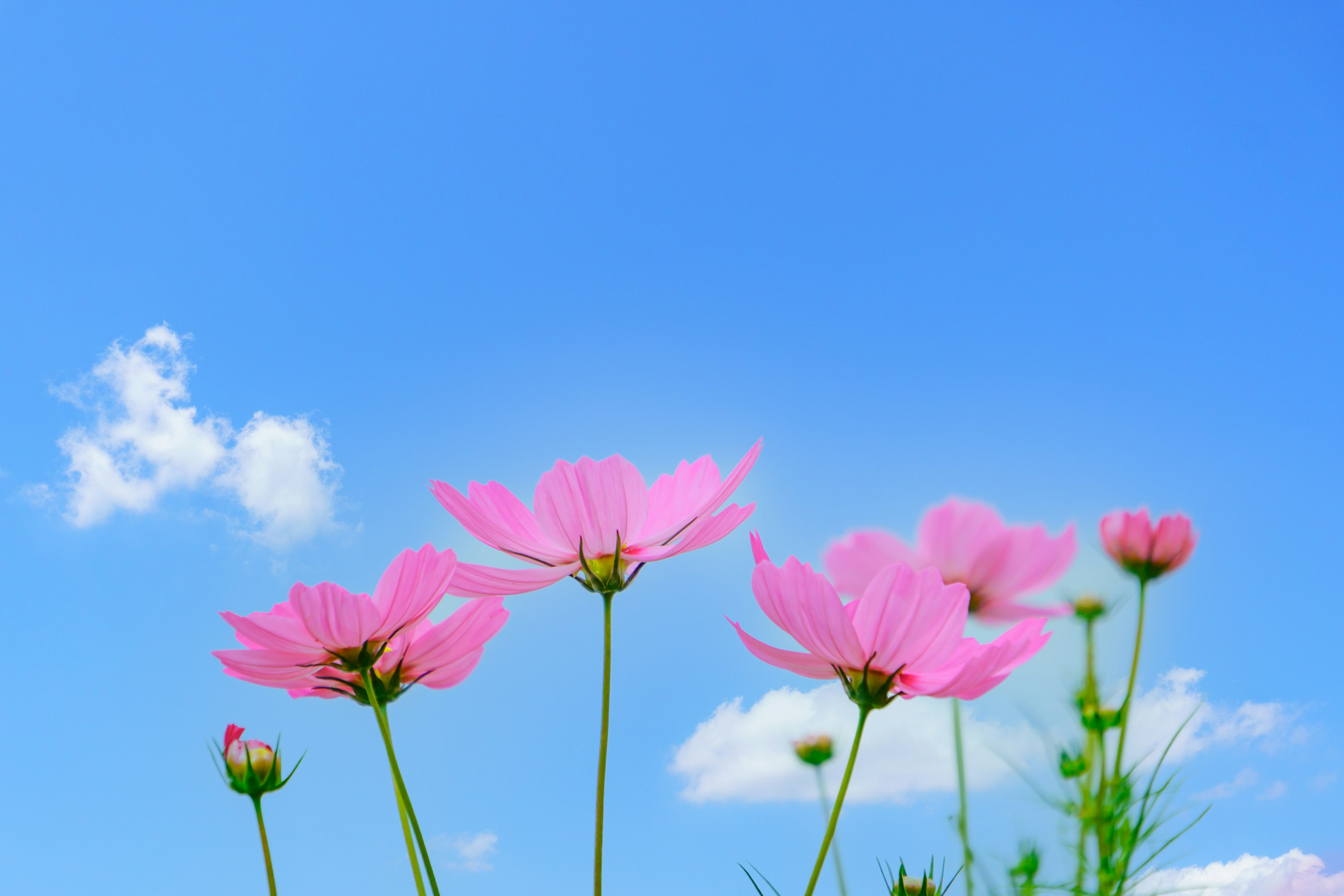 青空の下に咲くピンクの花々と白い雲