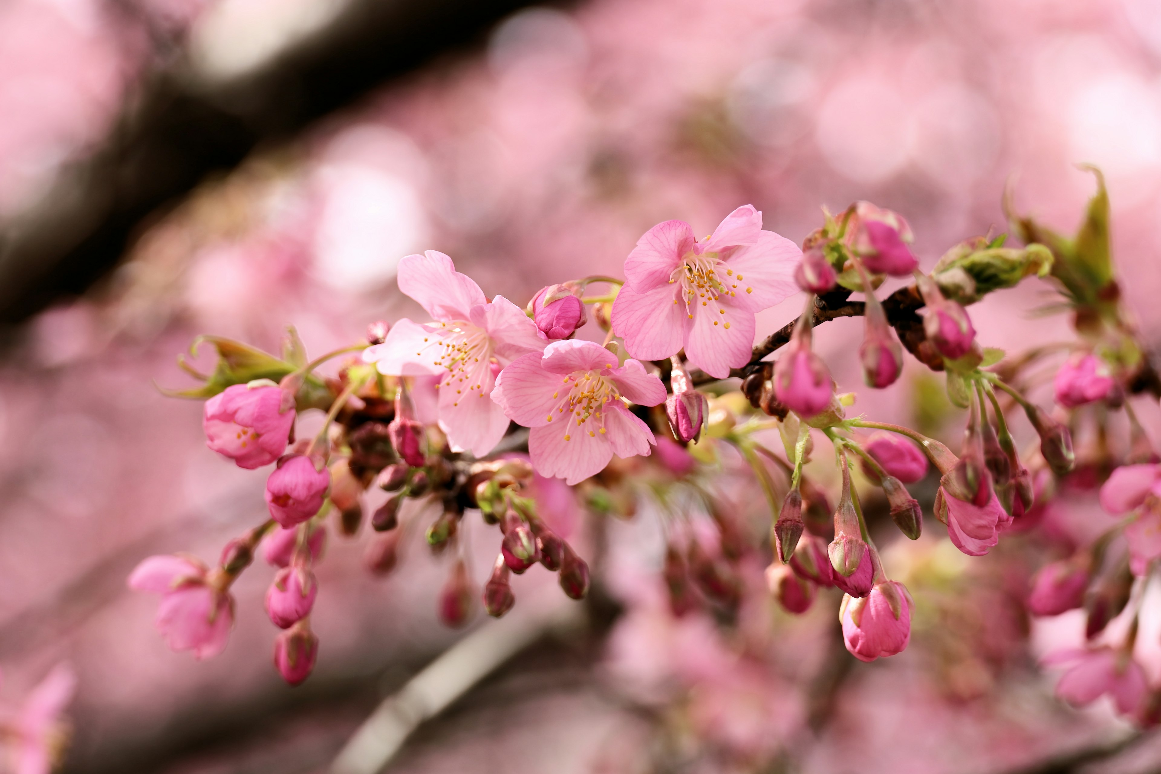 桜の花が咲いている様子のクローズアップ