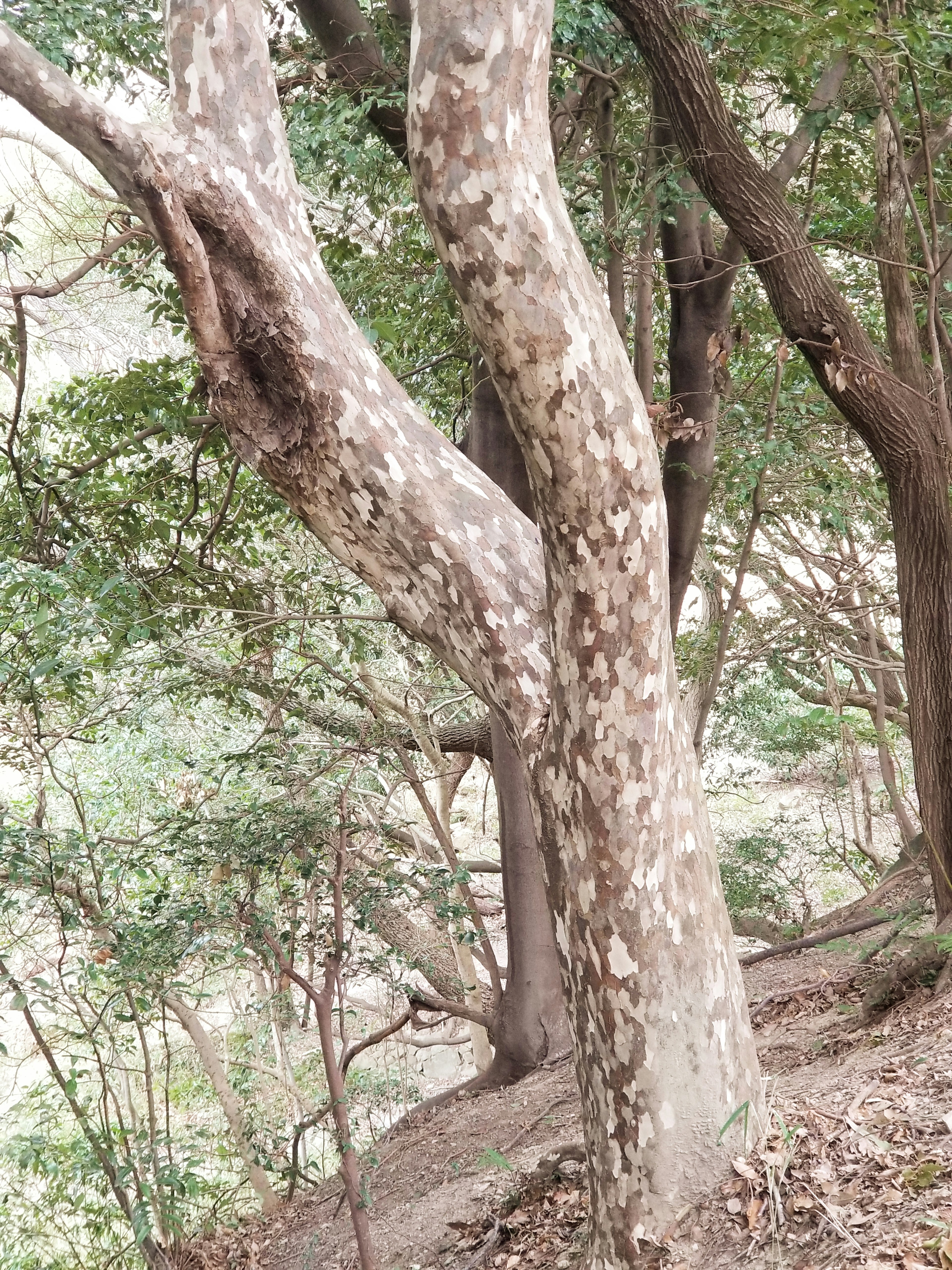 Einzigartig geformter Baum mit üppigem grünem Hintergrund