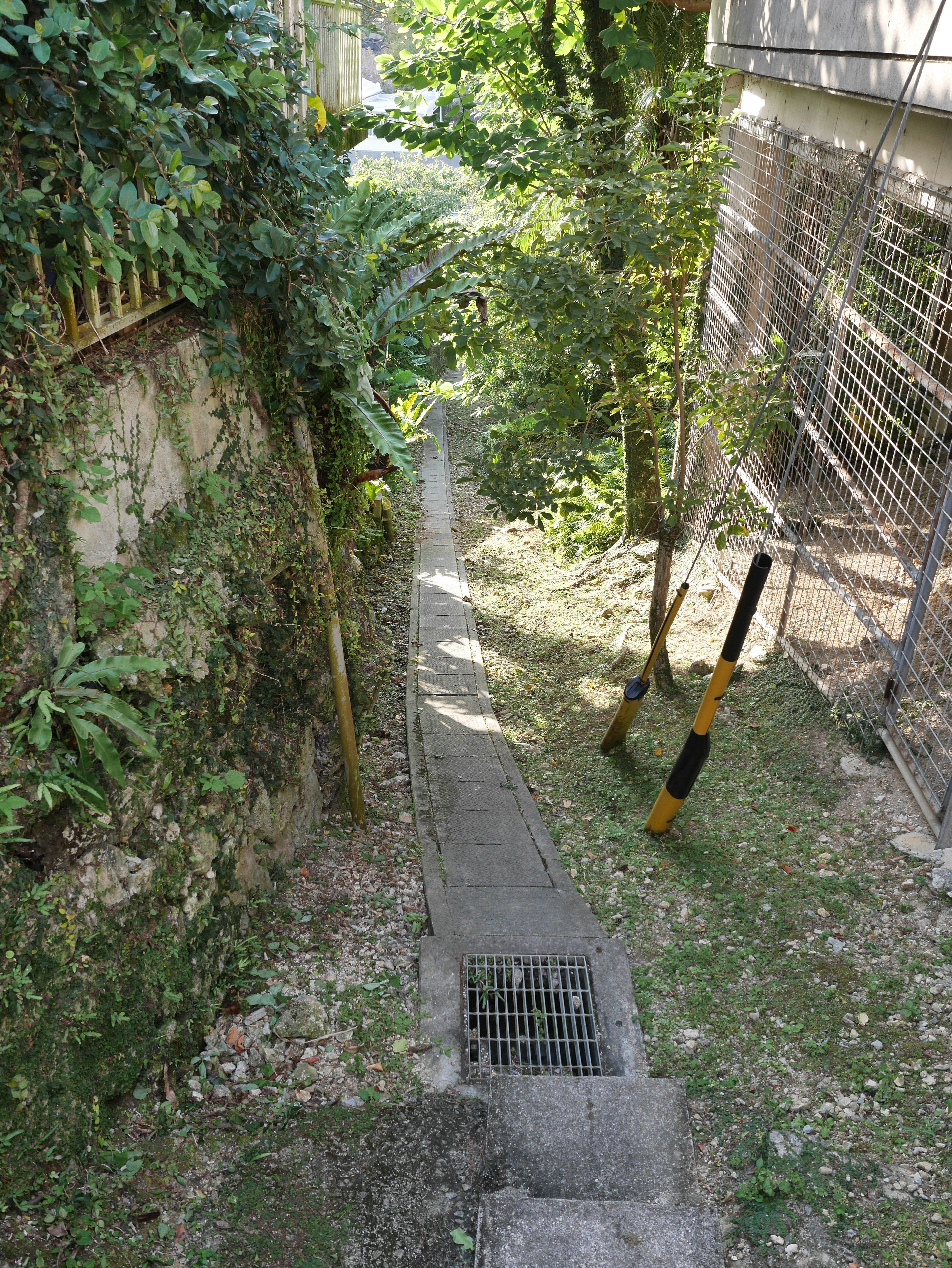 Sendero estrecho rodeado de vegetación con escaleras y un desagüe