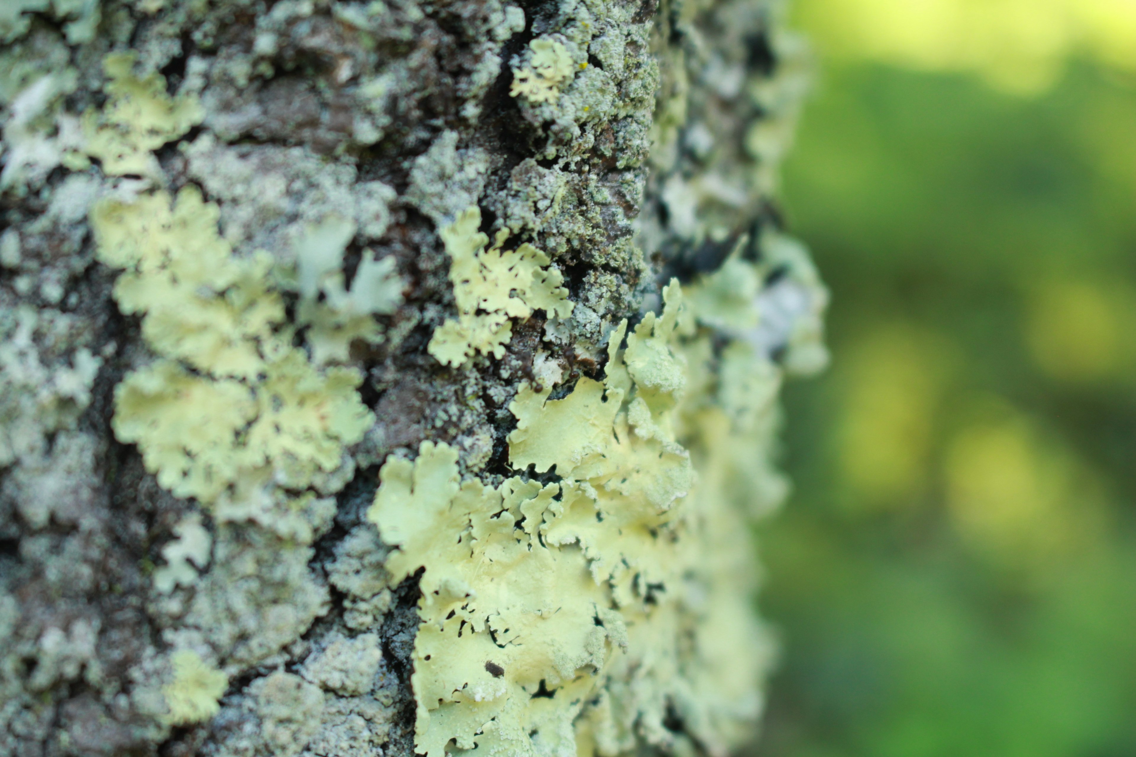 Close-up of yellow-green lichen on tree bark