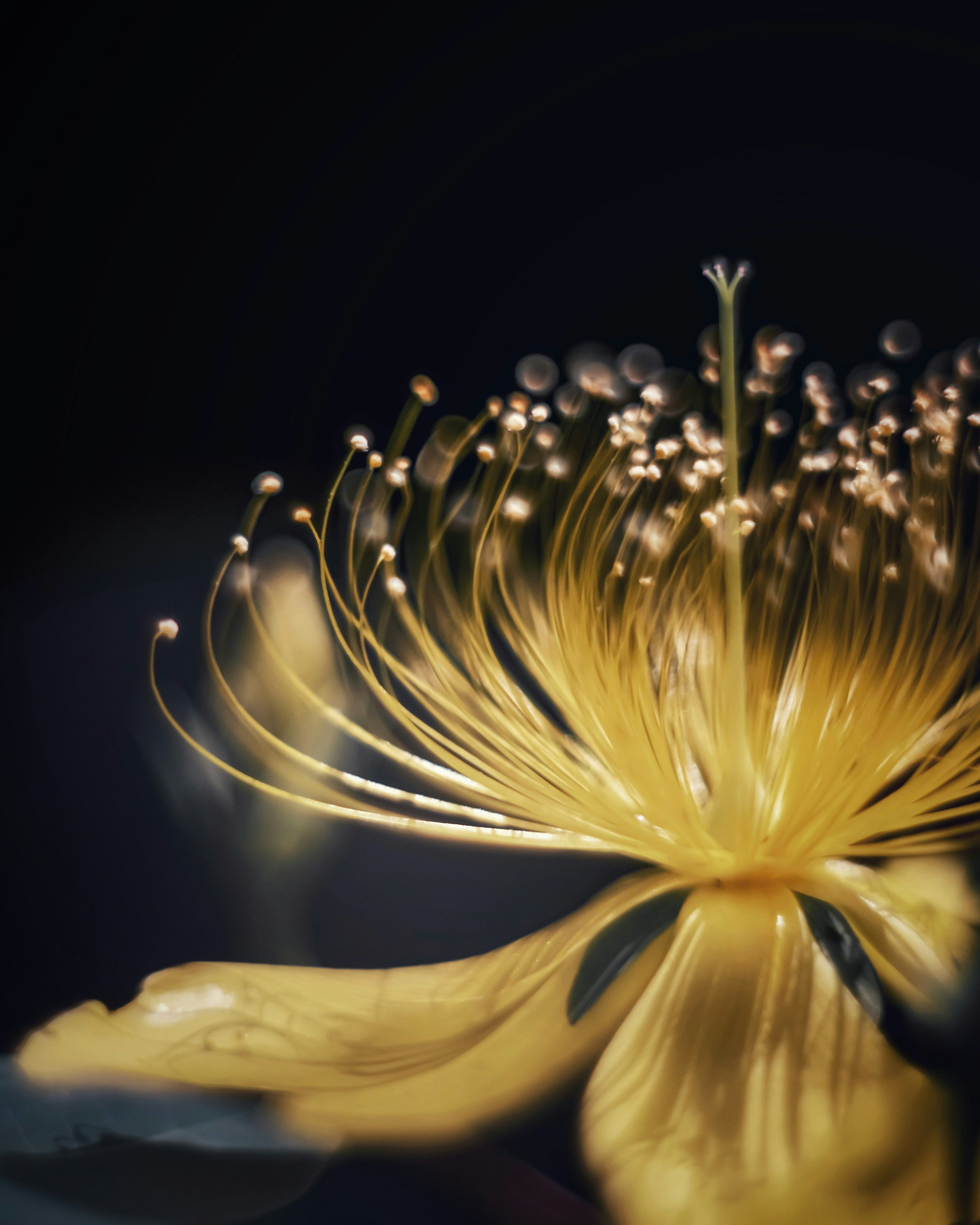 Nahaufnahme einer gelben Blume mit hellen Blütenblättern und langen Pollenfäden