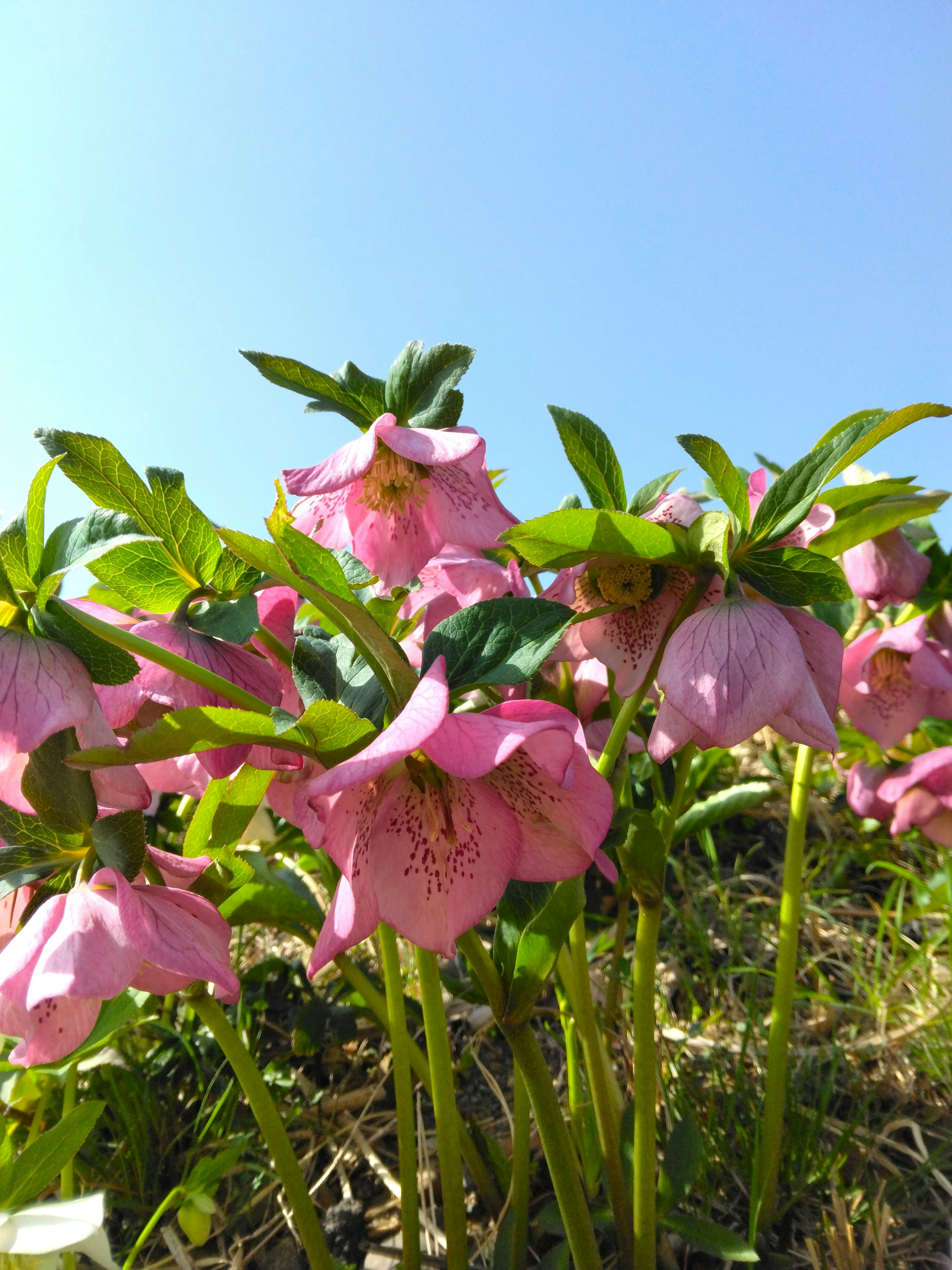 Rosa Nieswurzblüten blühen unter einem klaren blauen Himmel