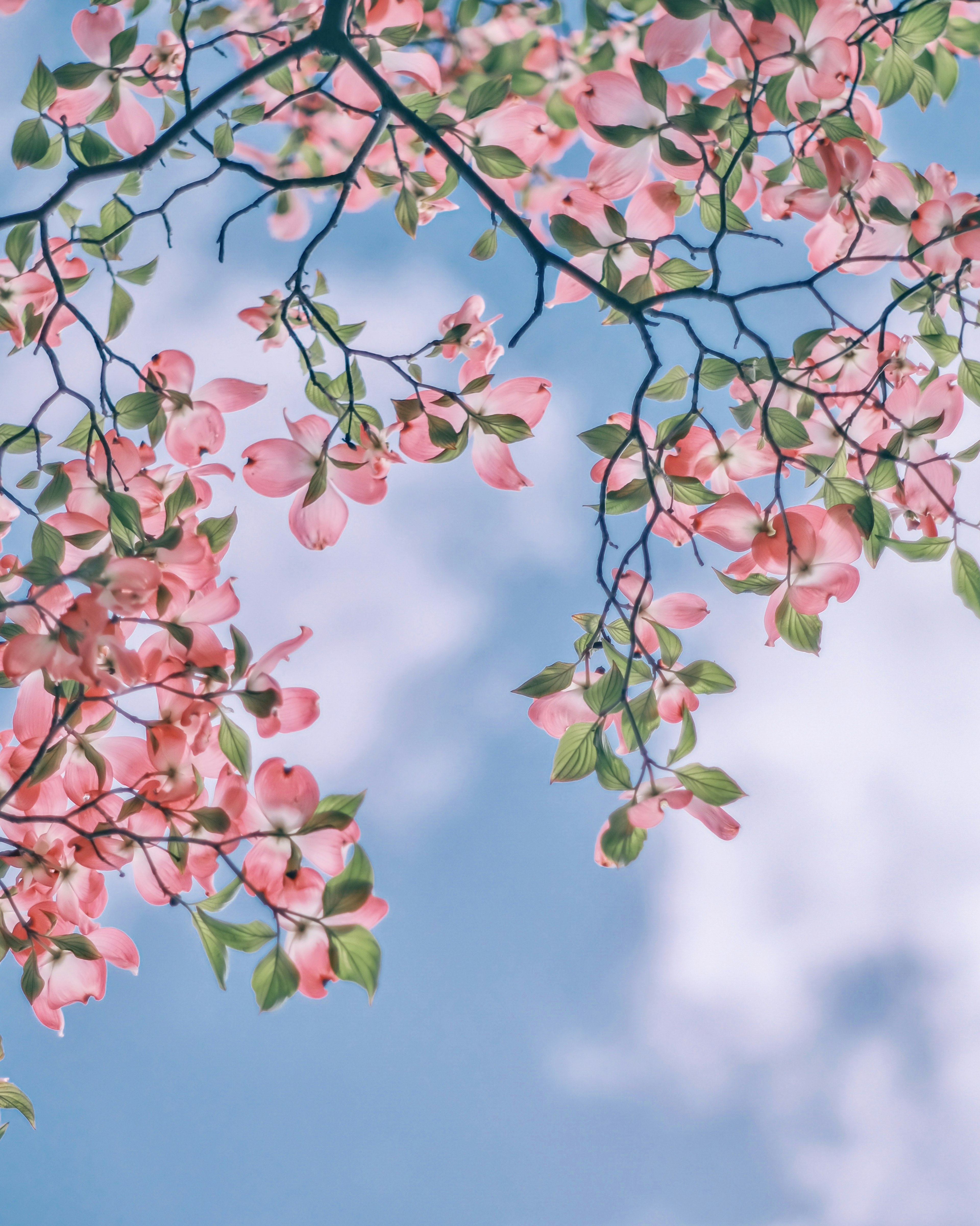 Branches with pink flowers and green leaves under a blue sky