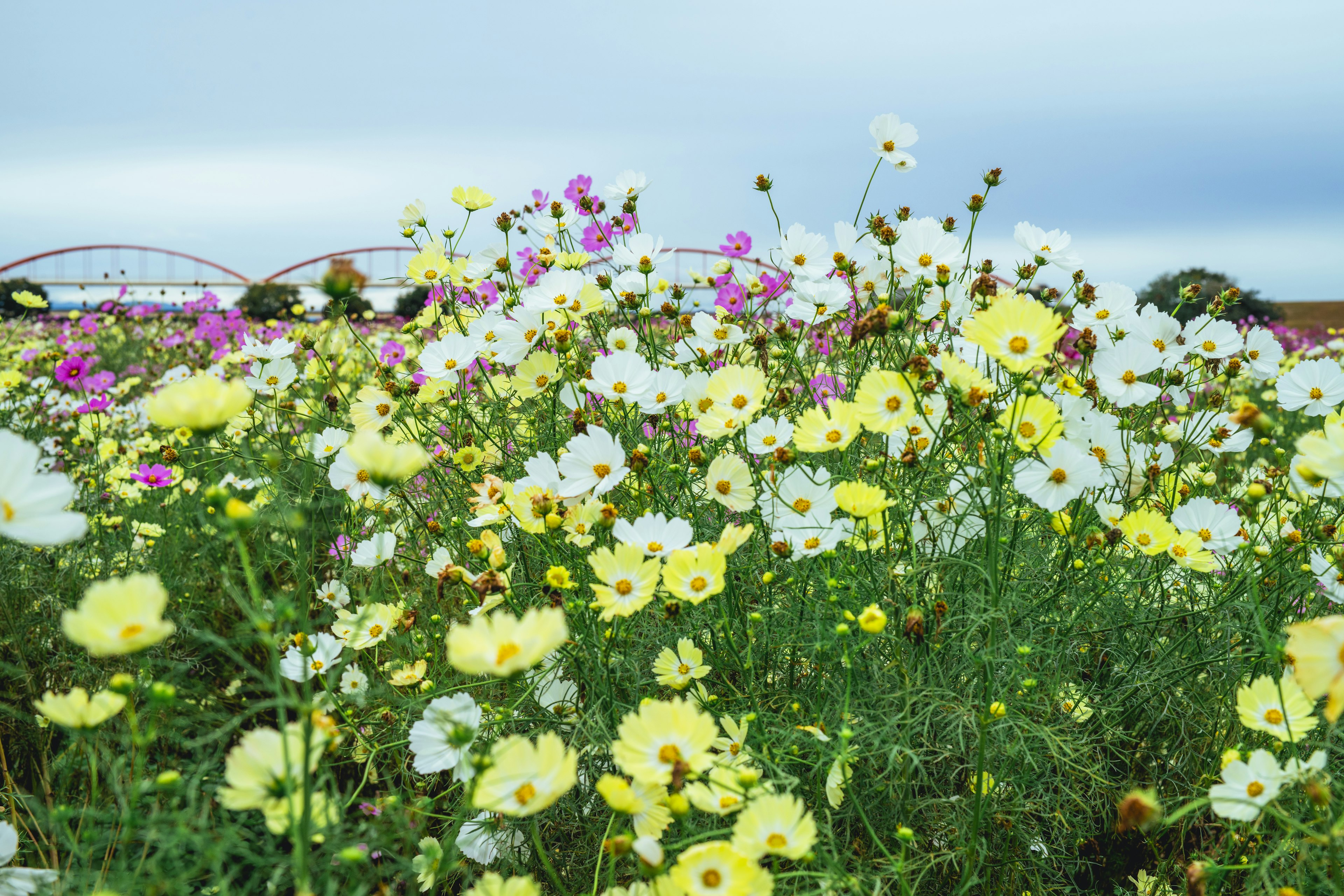 色とりどりの花が咲く広い野原の風景