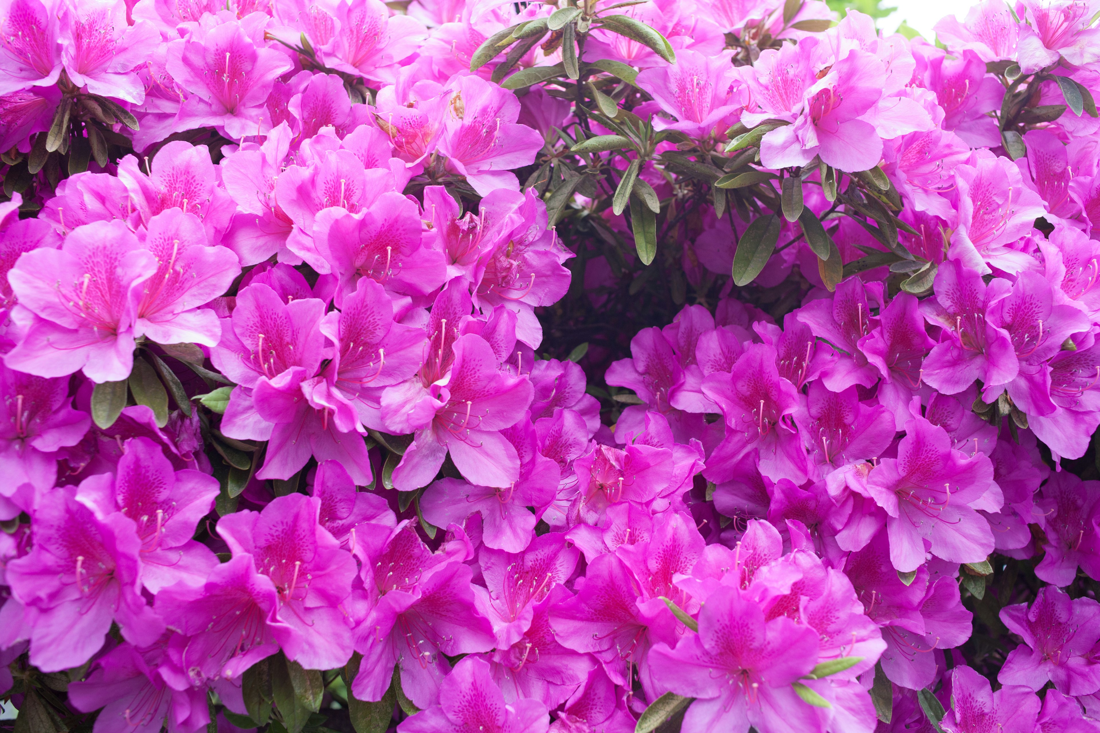 Vibrant pink azalea flowers in full bloom