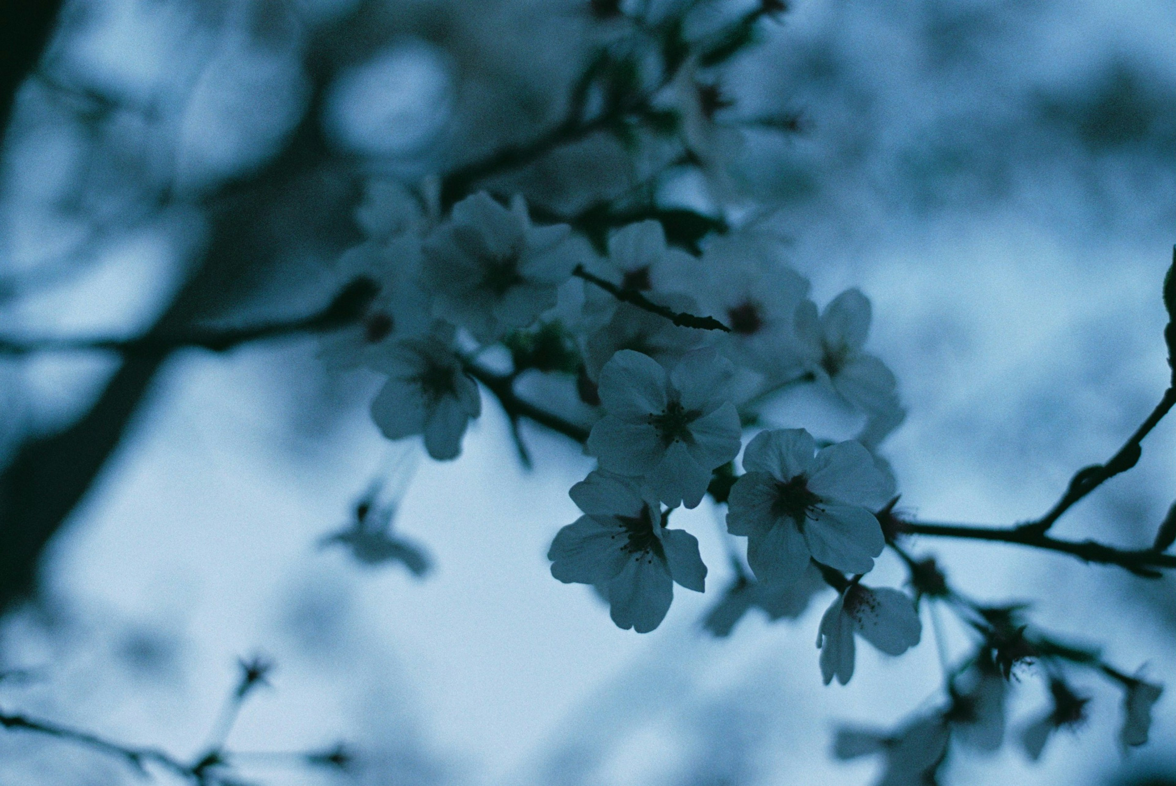 薄暗い中に咲く桜の花が映る美しい風景