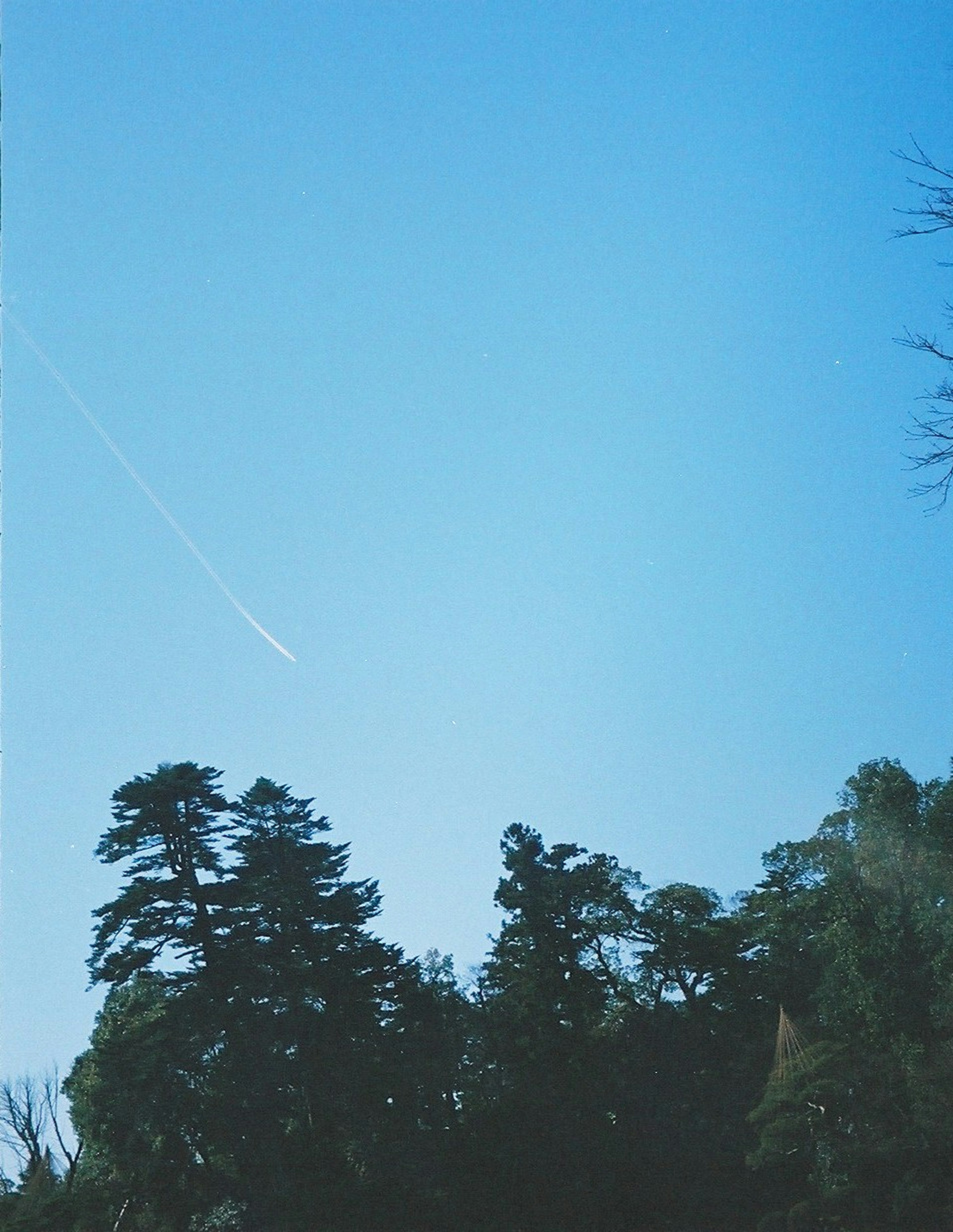 青空と木々のシルエットが見える風景 上空に飛行機雲がある