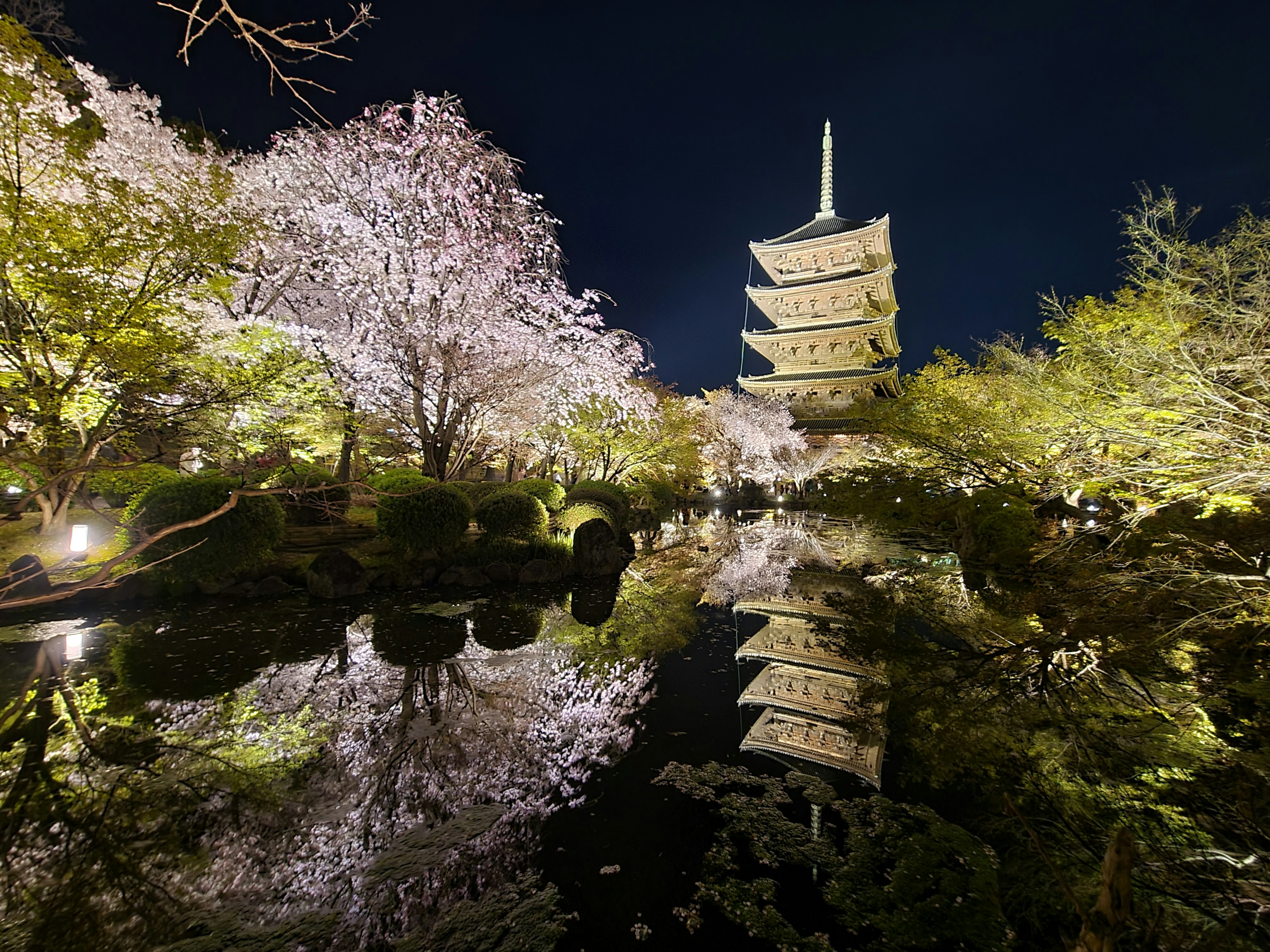 Pemandangan indah pagoda lima lantai dikelilingi bunga sakura di malam hari