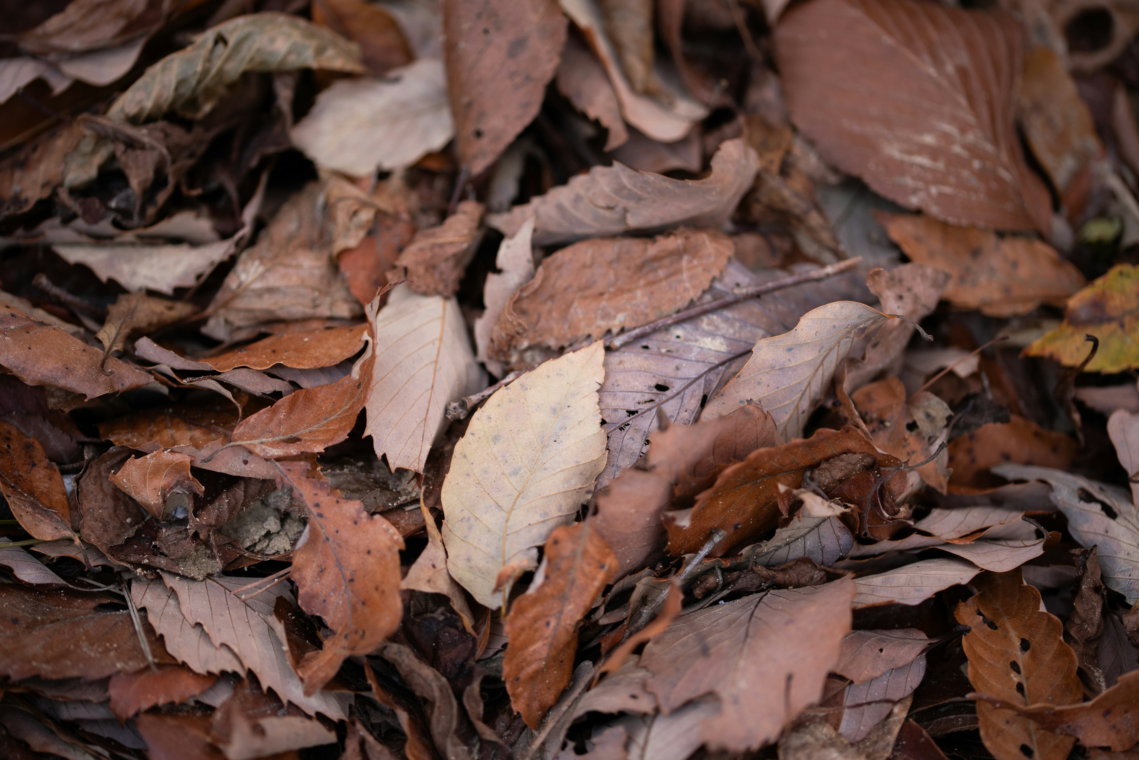 A variety of brown leaves scattered on the ground