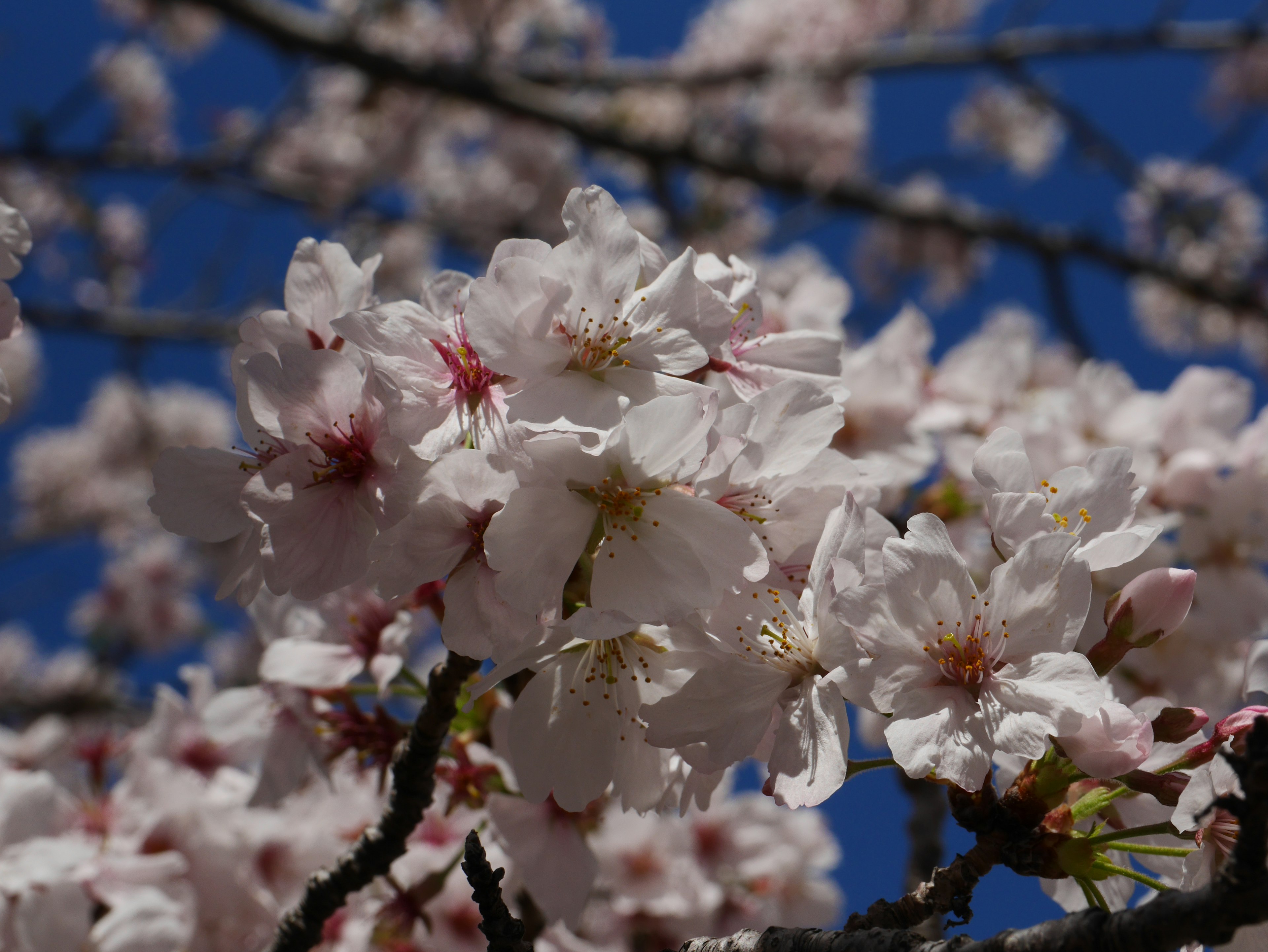 Nahaufnahme von Kirschblüten vor blauem Himmel