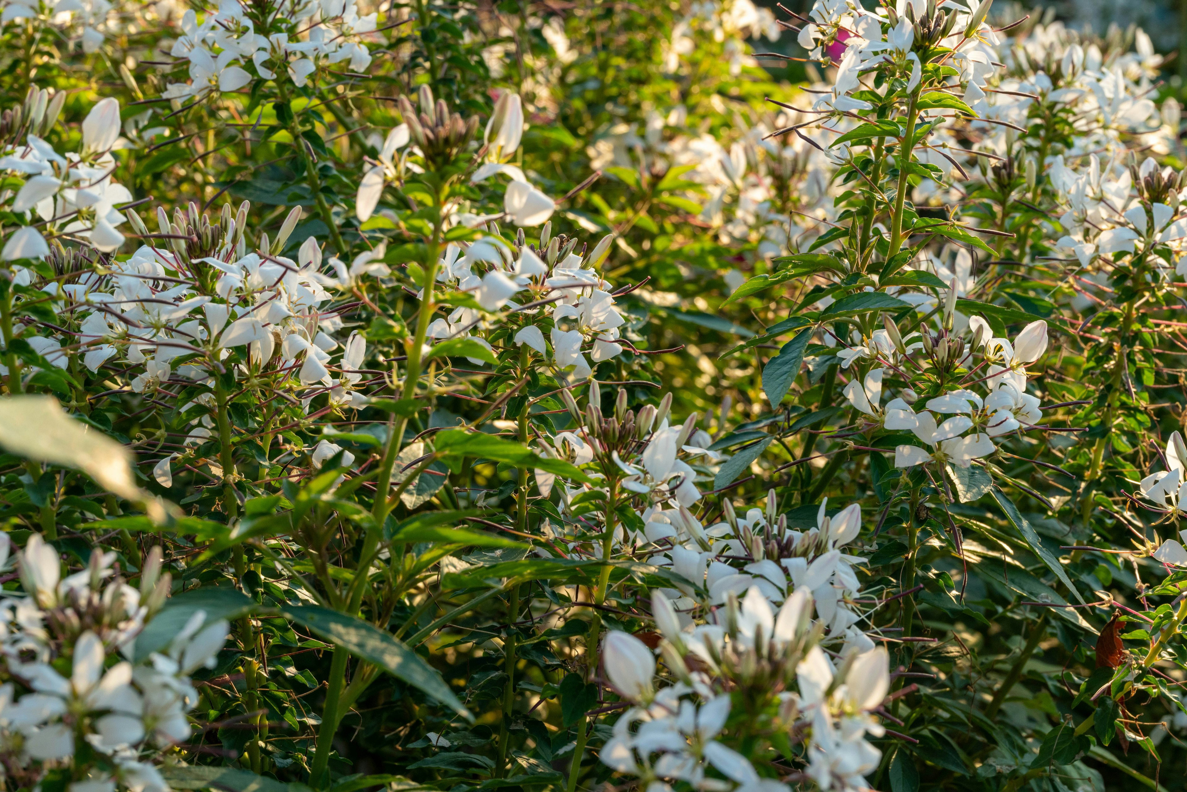 Ein dichter Haufen grüner Pflanzen mit blühenden weißen Blumen