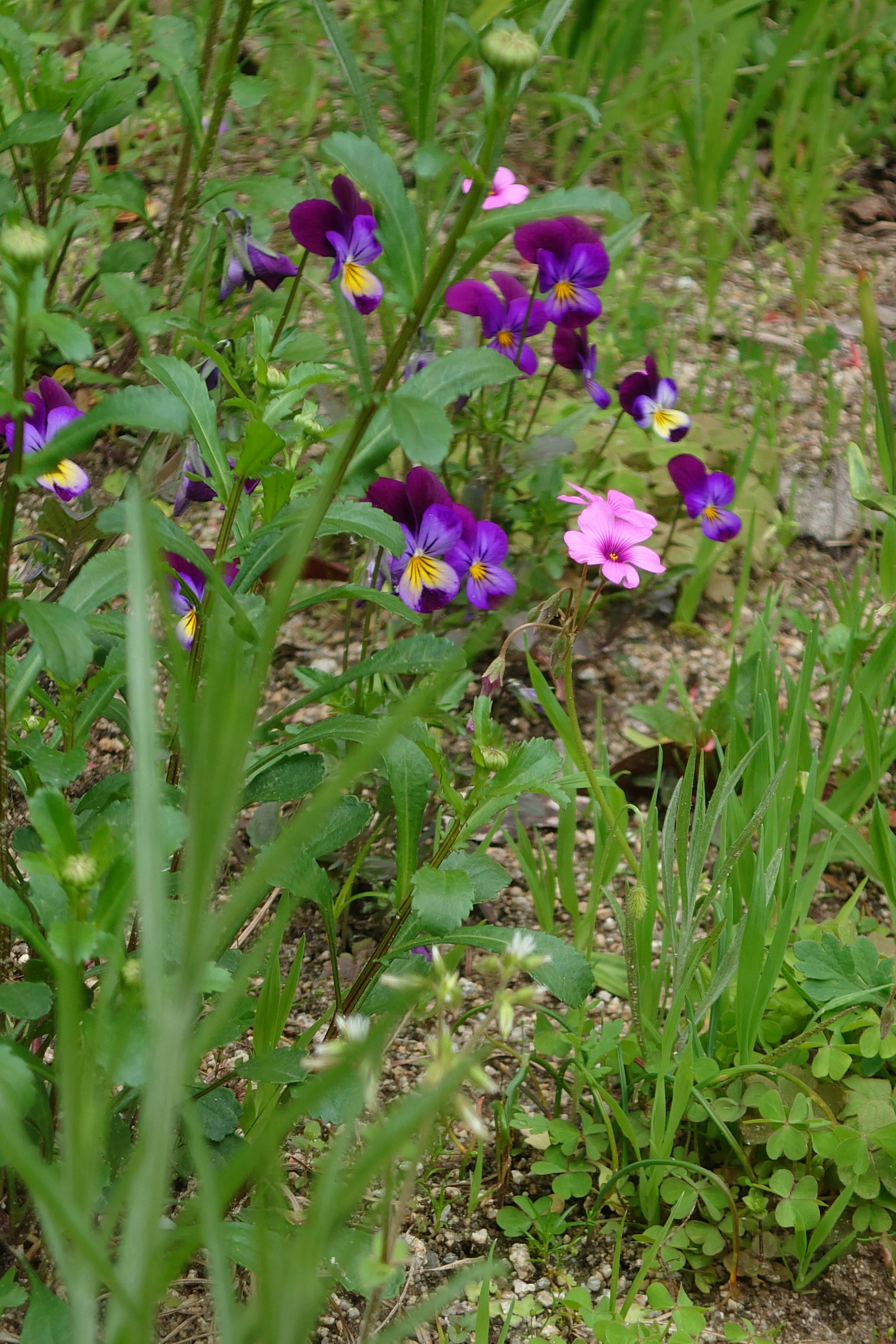 Primer plano de flores moradas y rosas floreciendo en un área cubierta de hierba