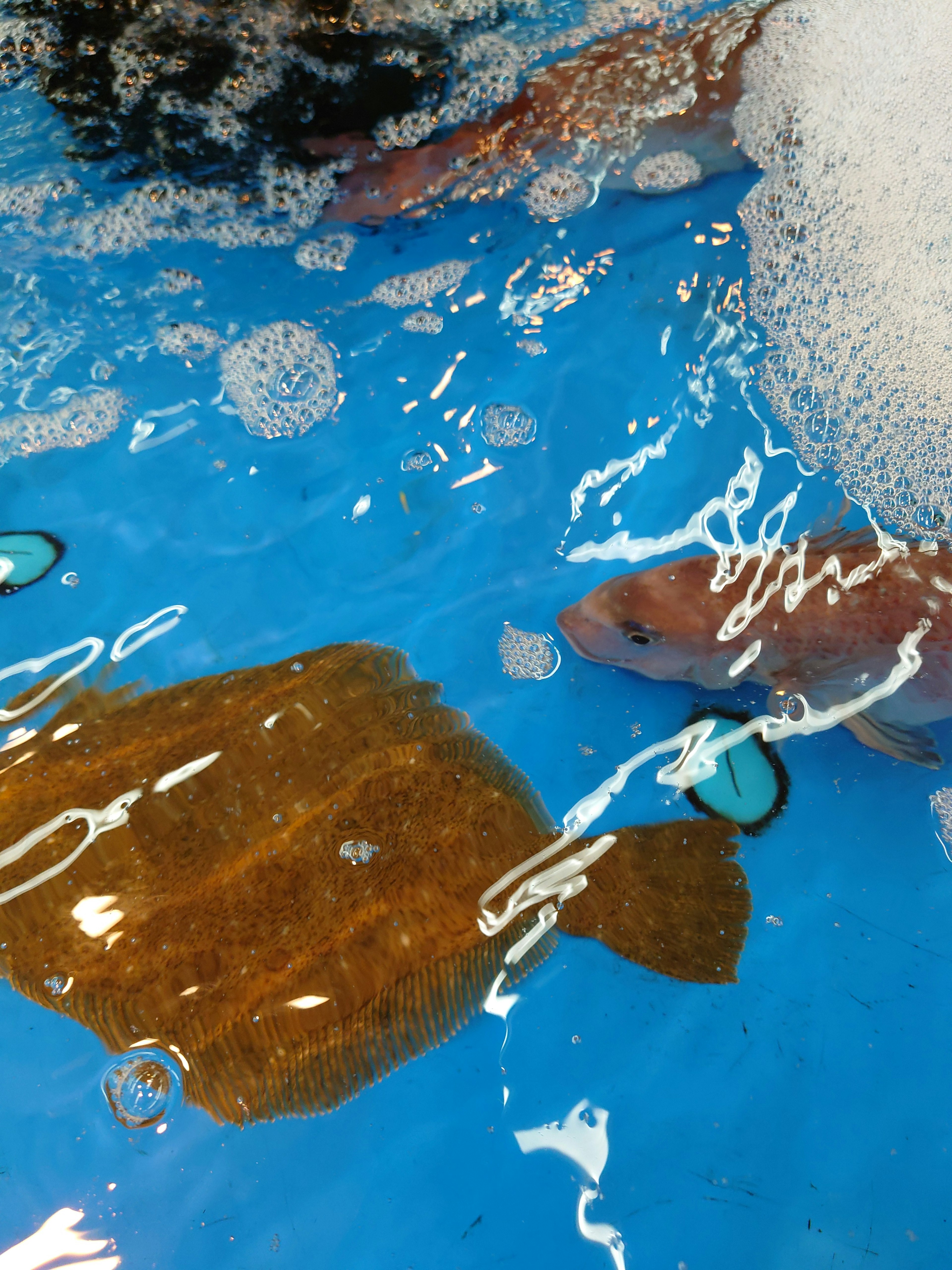 Dos peces y una tortuga nadando en agua azul