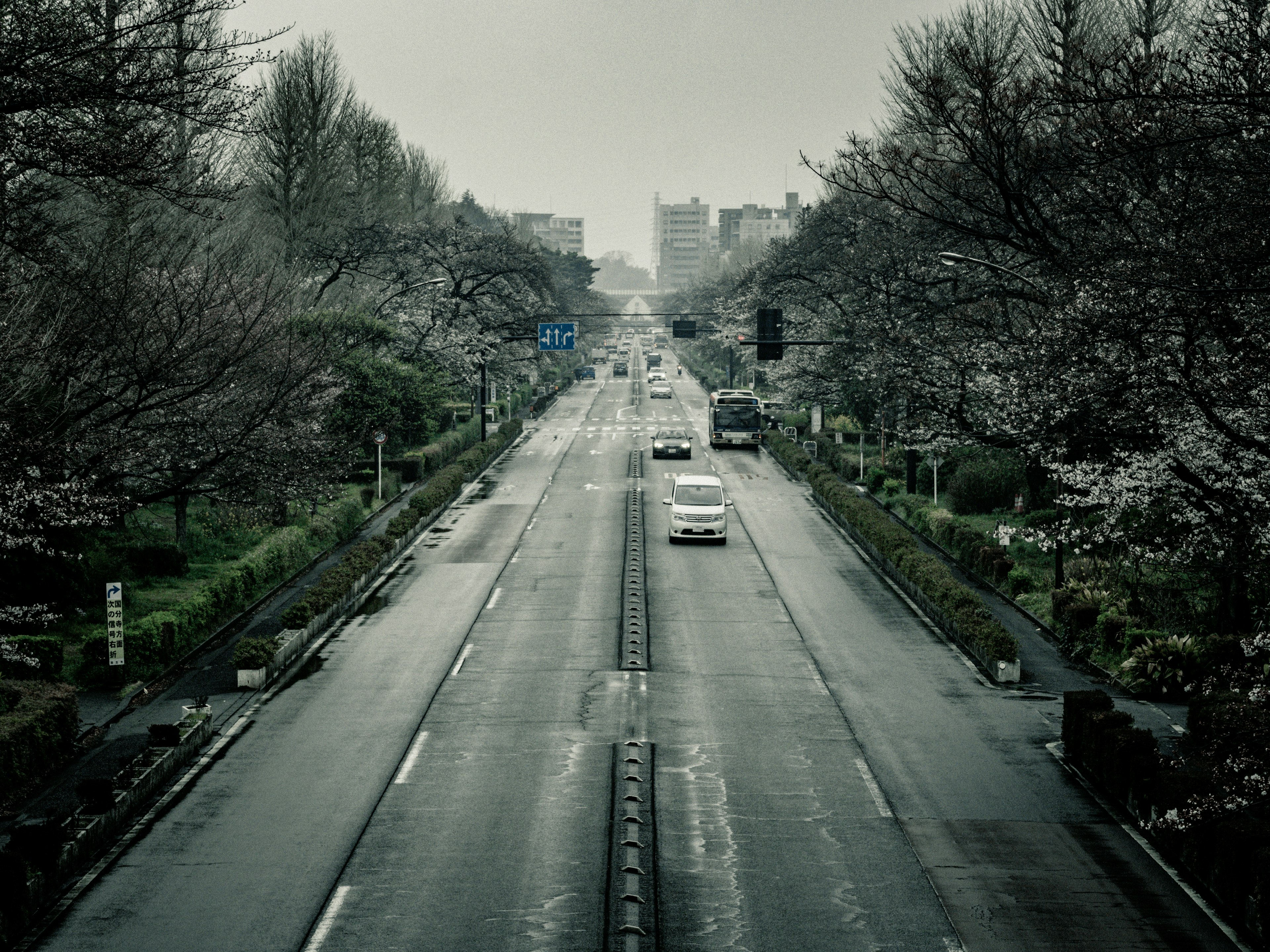 桜の木が並ぶ通りの上からの眺め 車が走る静かな街並み