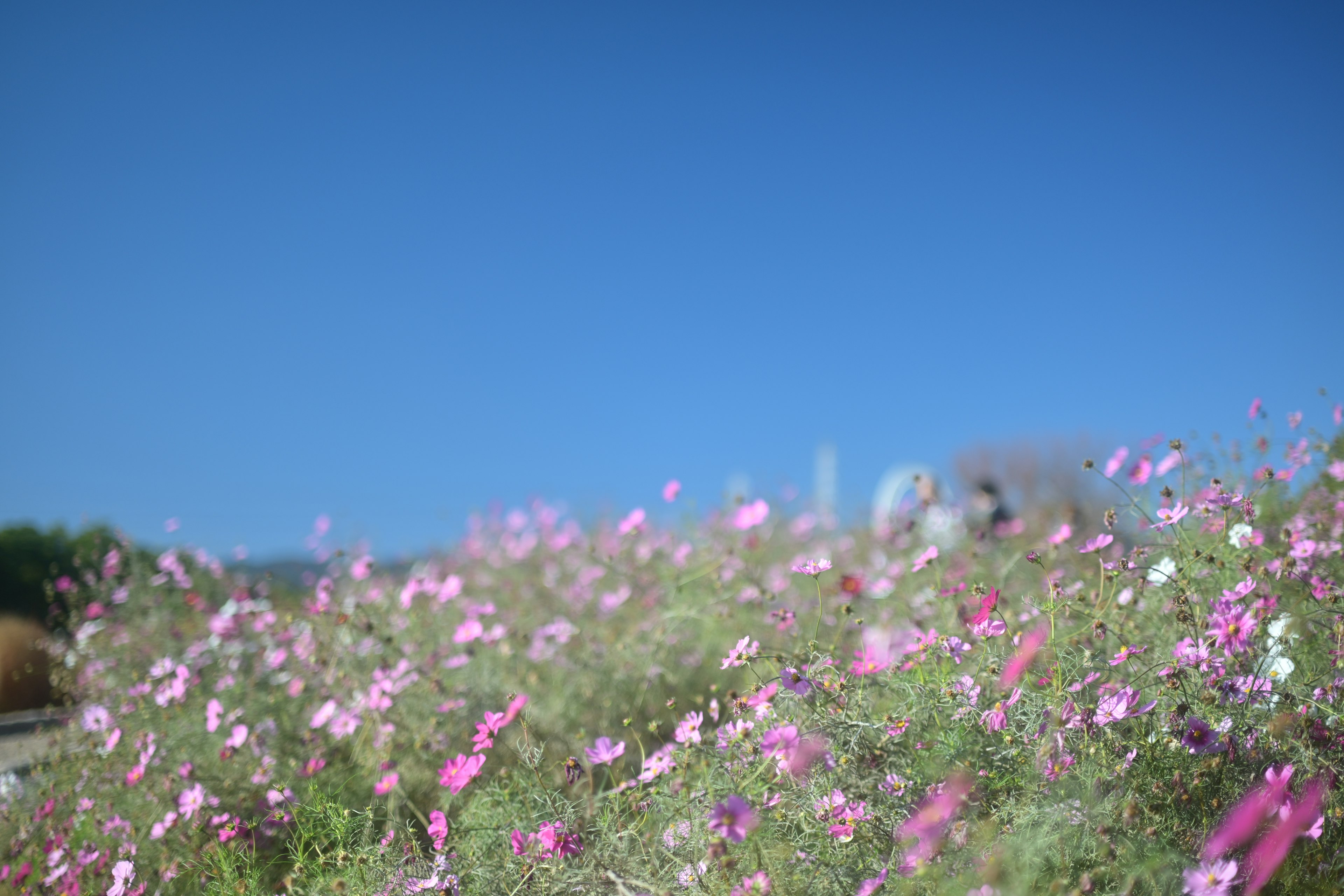 青空の下に咲くピンク色の花々が広がる風景