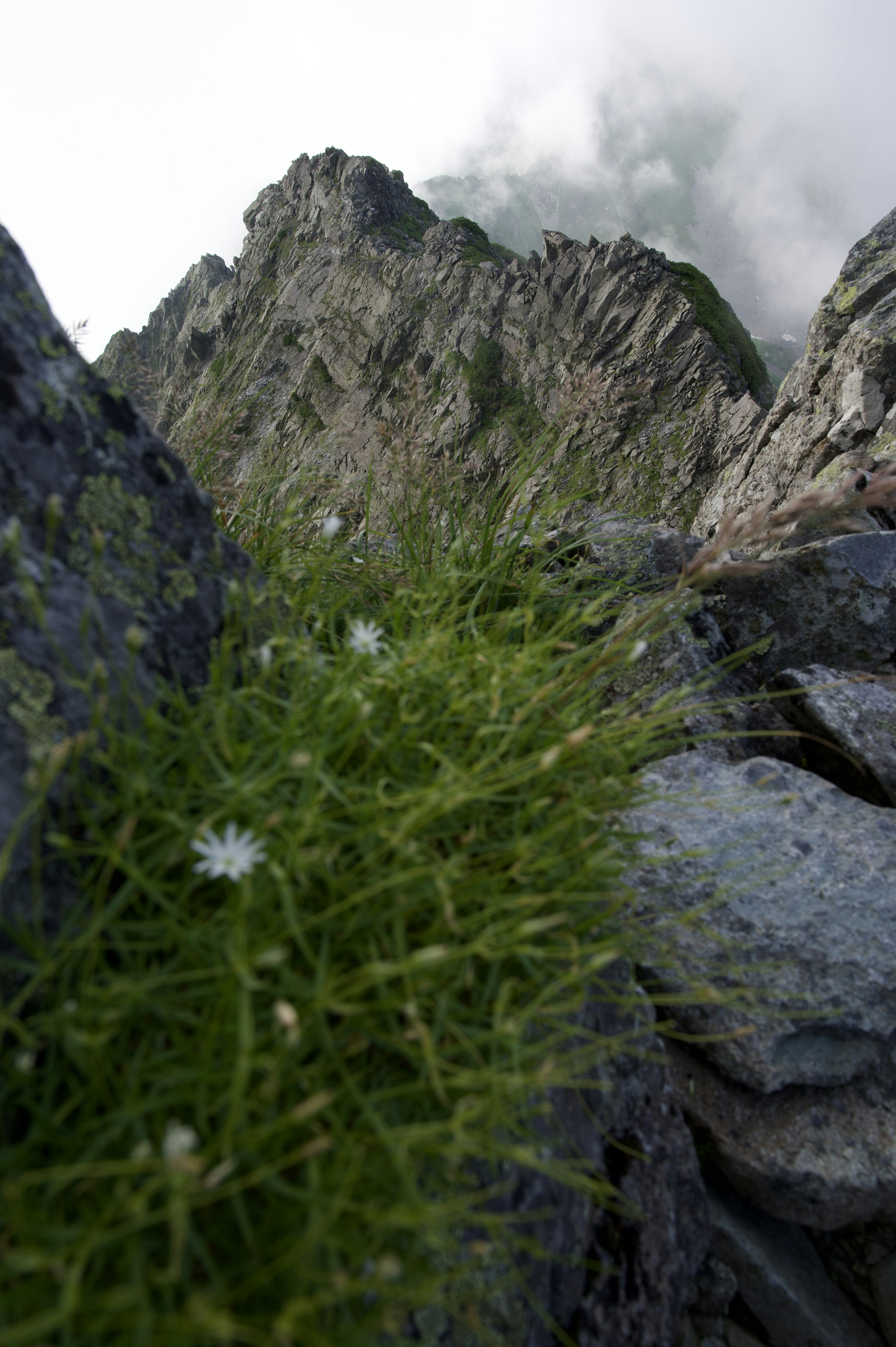 Herbe verte et fleurs blanches poussant sur un sommet rocheux enveloppé de brouillard