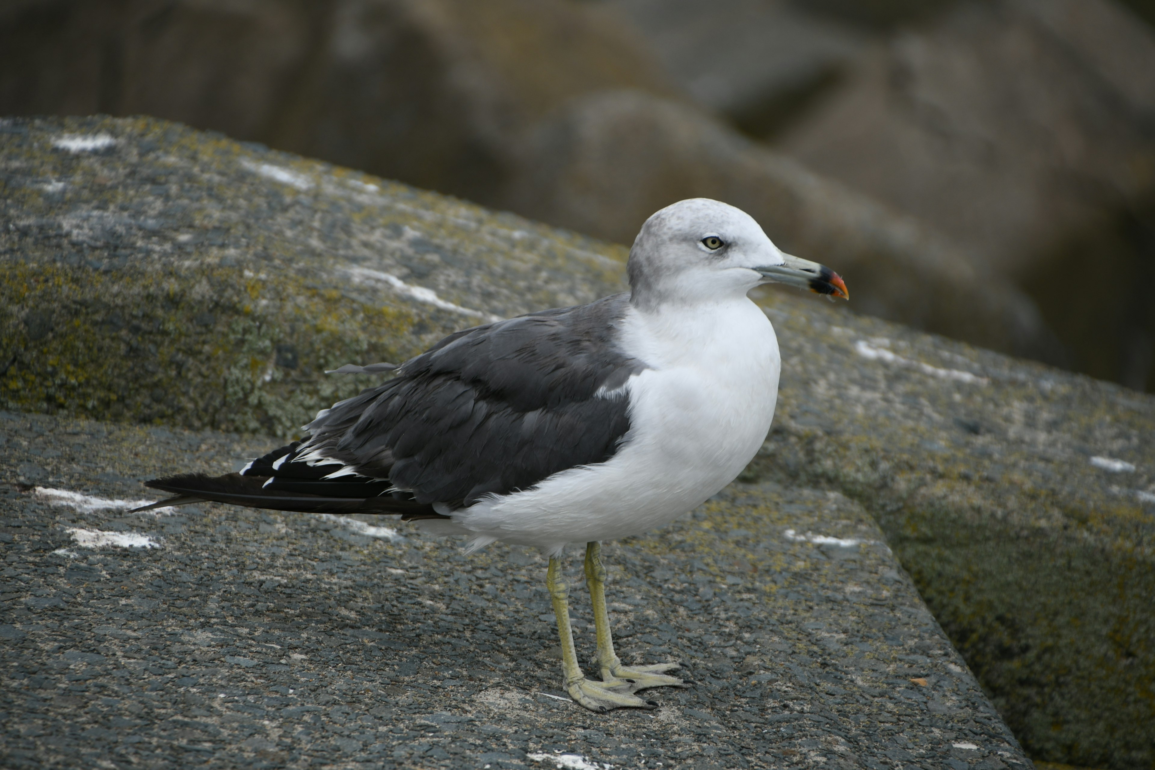 Eine grau-weiße Möwe steht auf einem Felsen