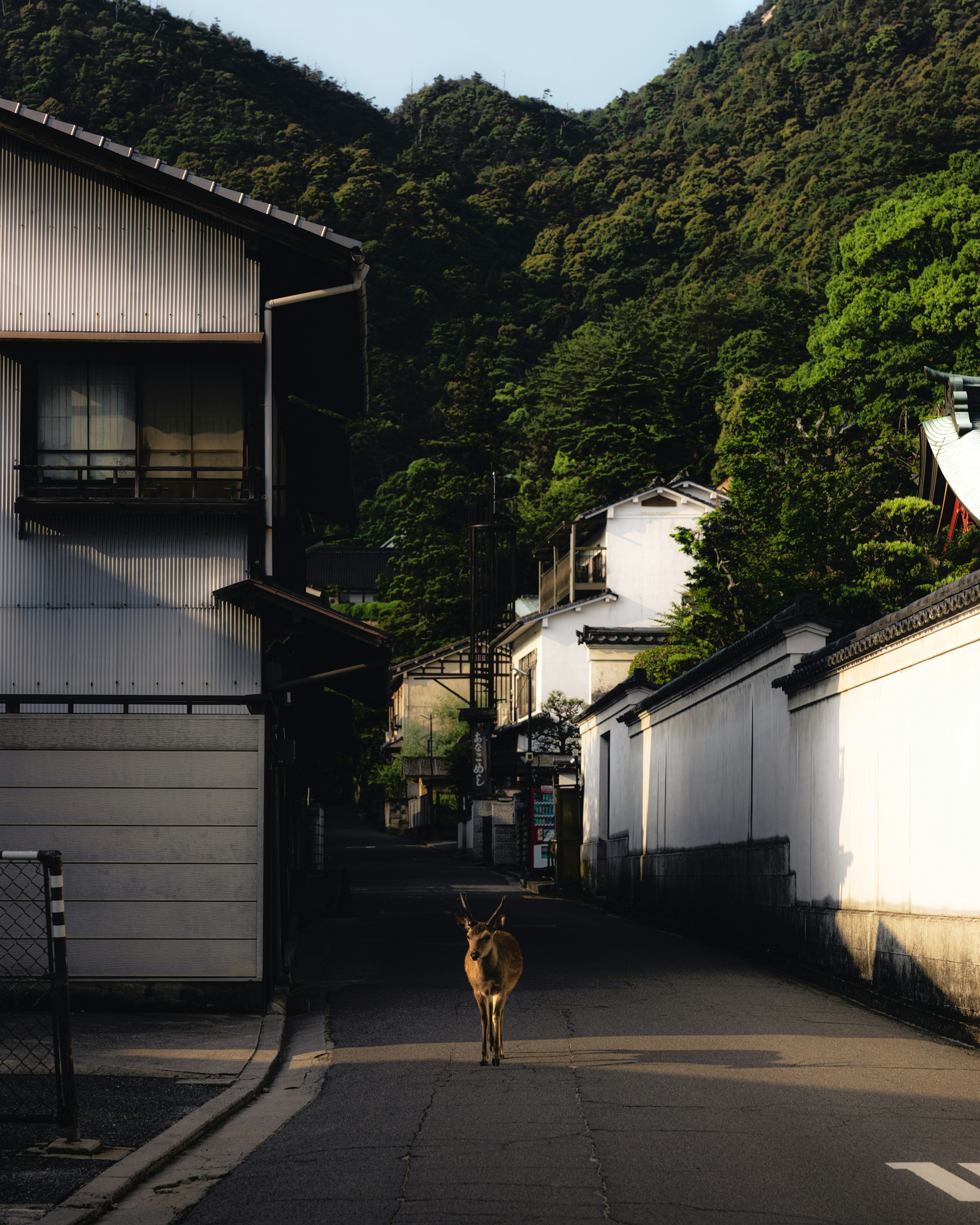 A deer walking through a quiet street with green mountains in the background