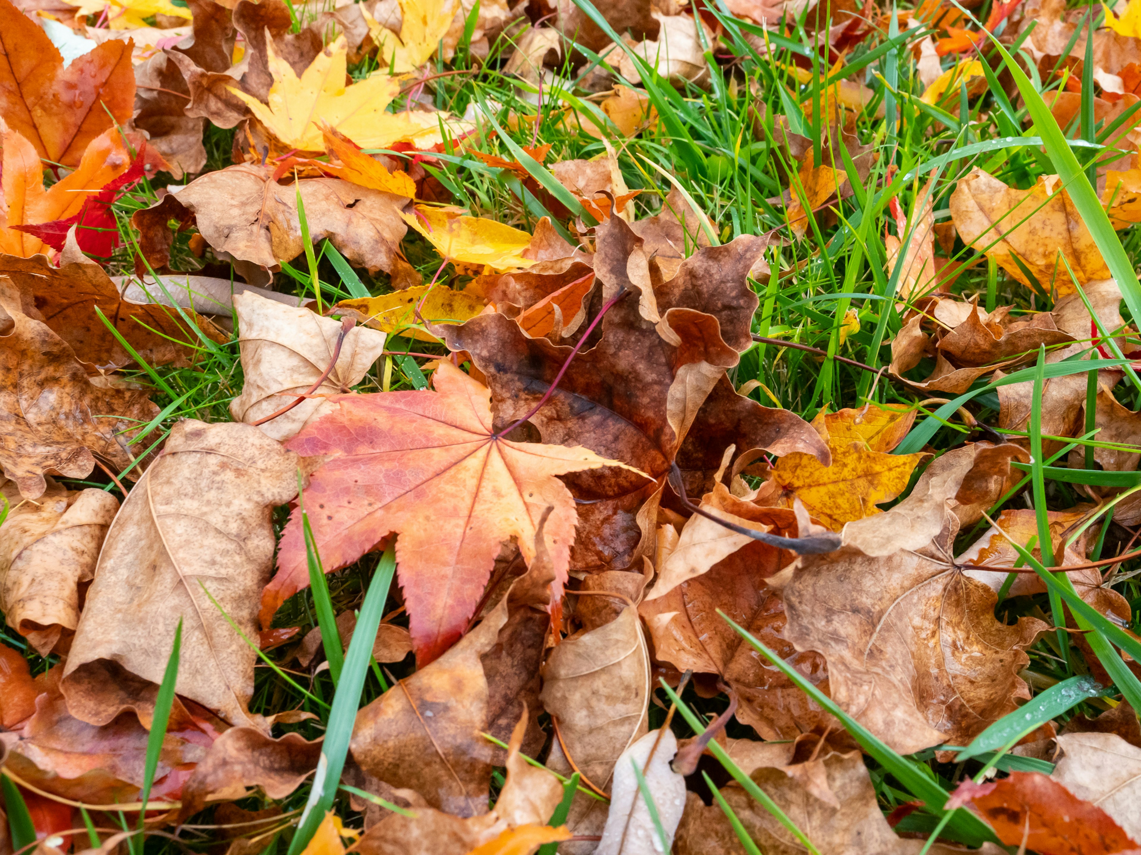 Colorful fallen leaves mixed with green grass in an autumn scene