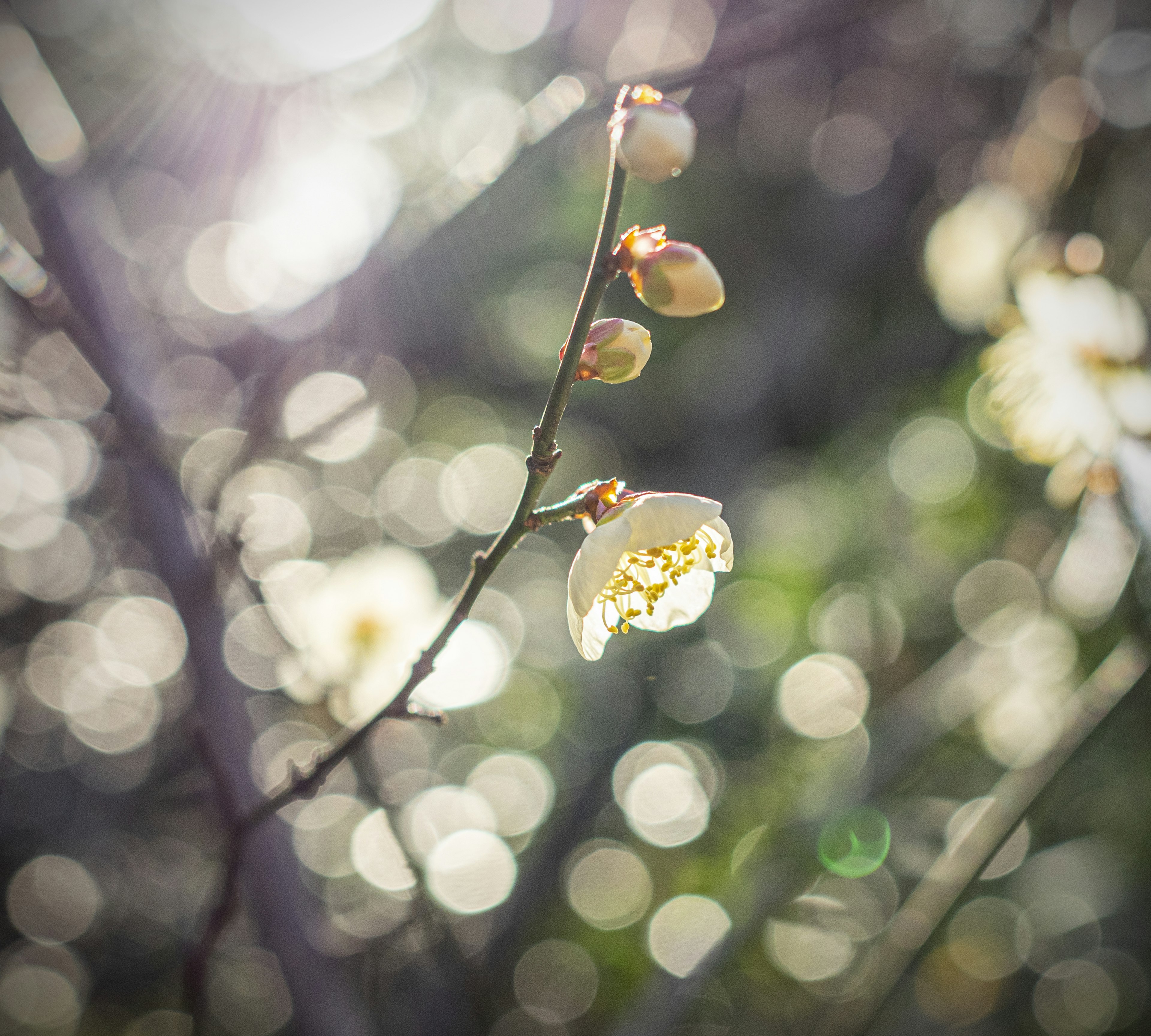 Zweig mit weißen Blumen und Knospen vor einem schimmernden Hintergrund