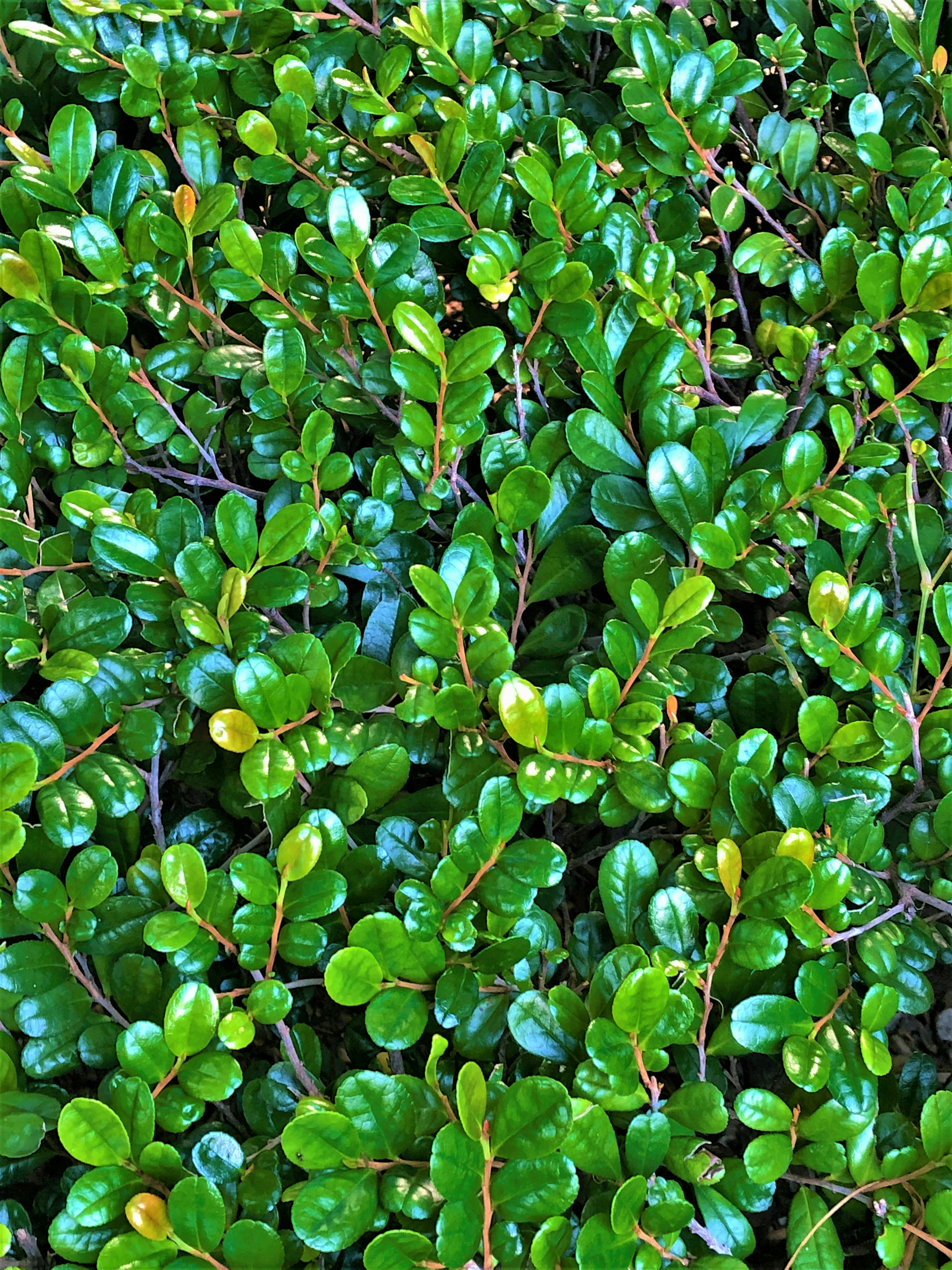 緑の葉が密集した植物のクローズアップ