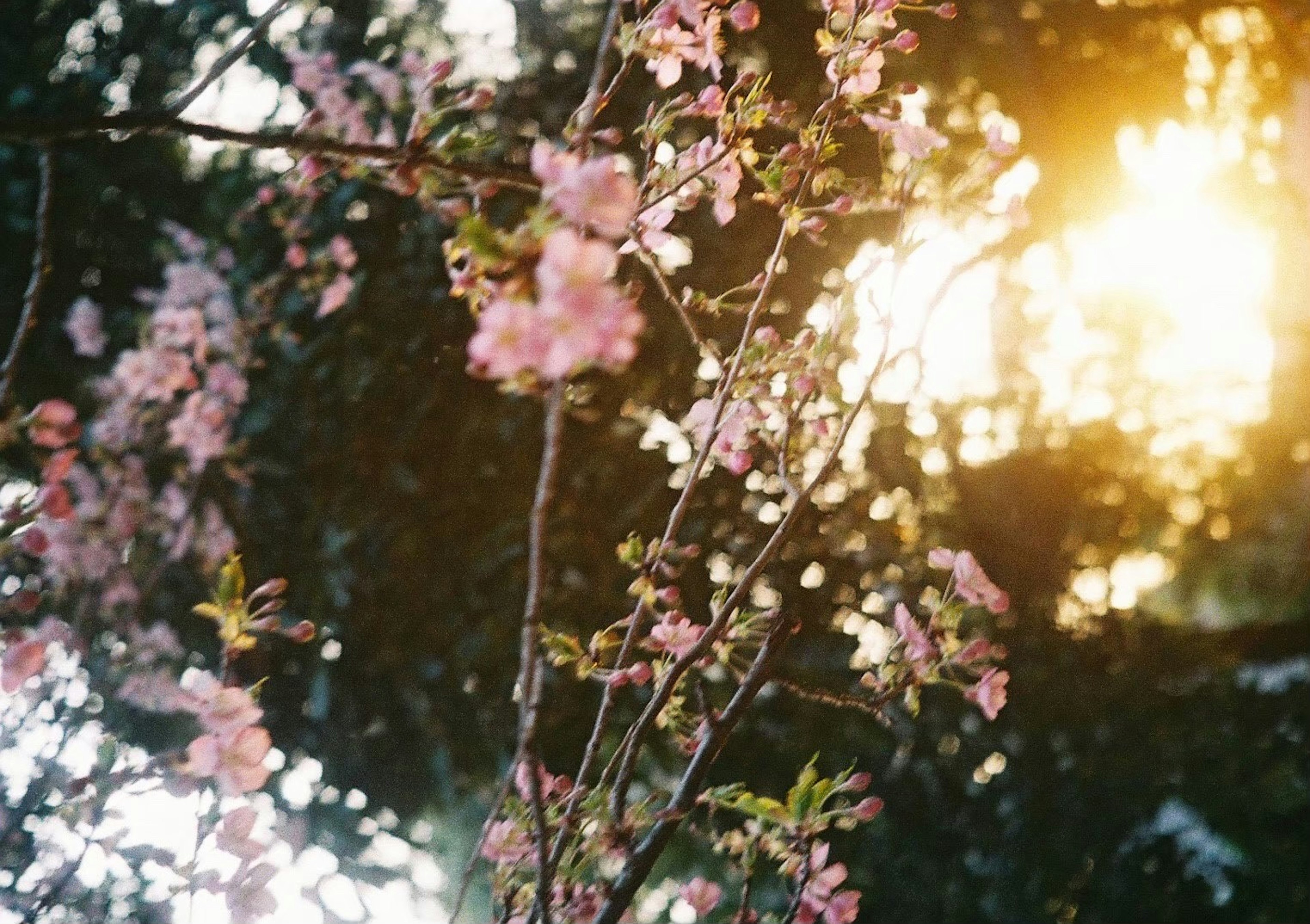 夕日に照らされた桜の花が咲いている枝