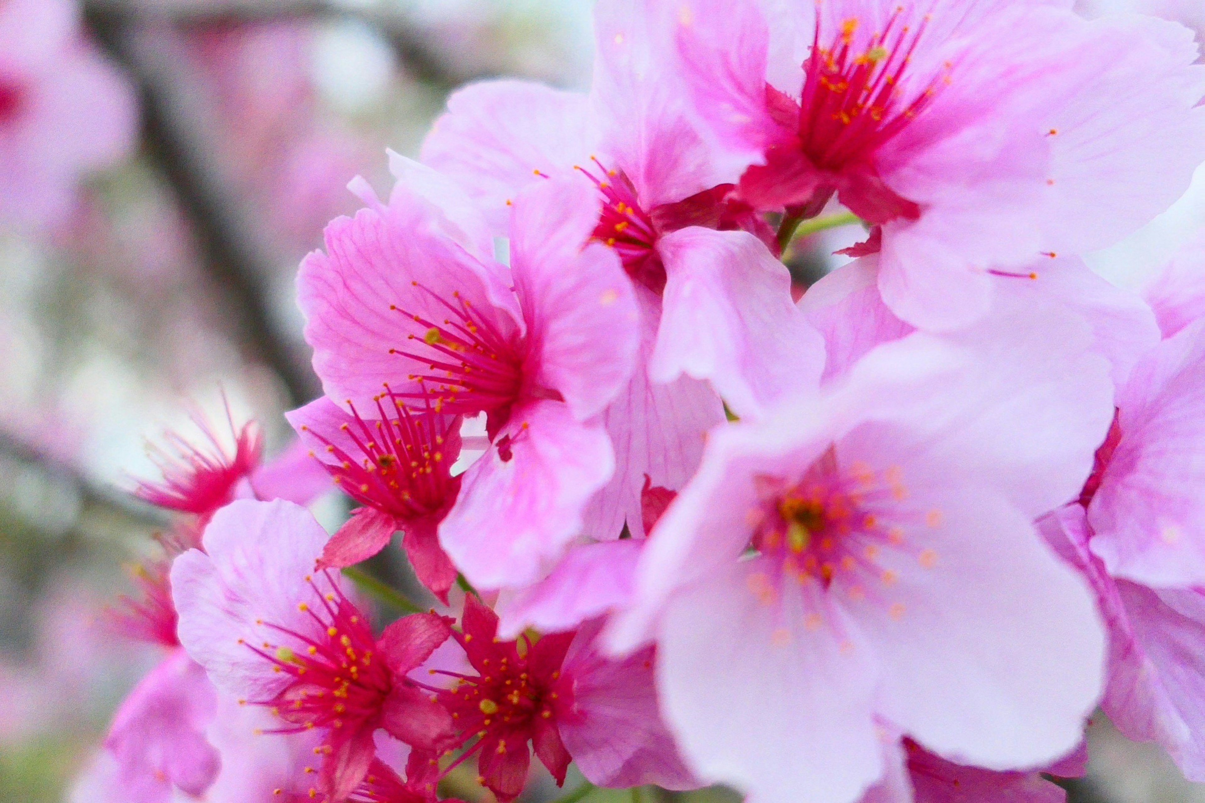 Gambar close-up bunga sakura pink cerah yang sedang mekar