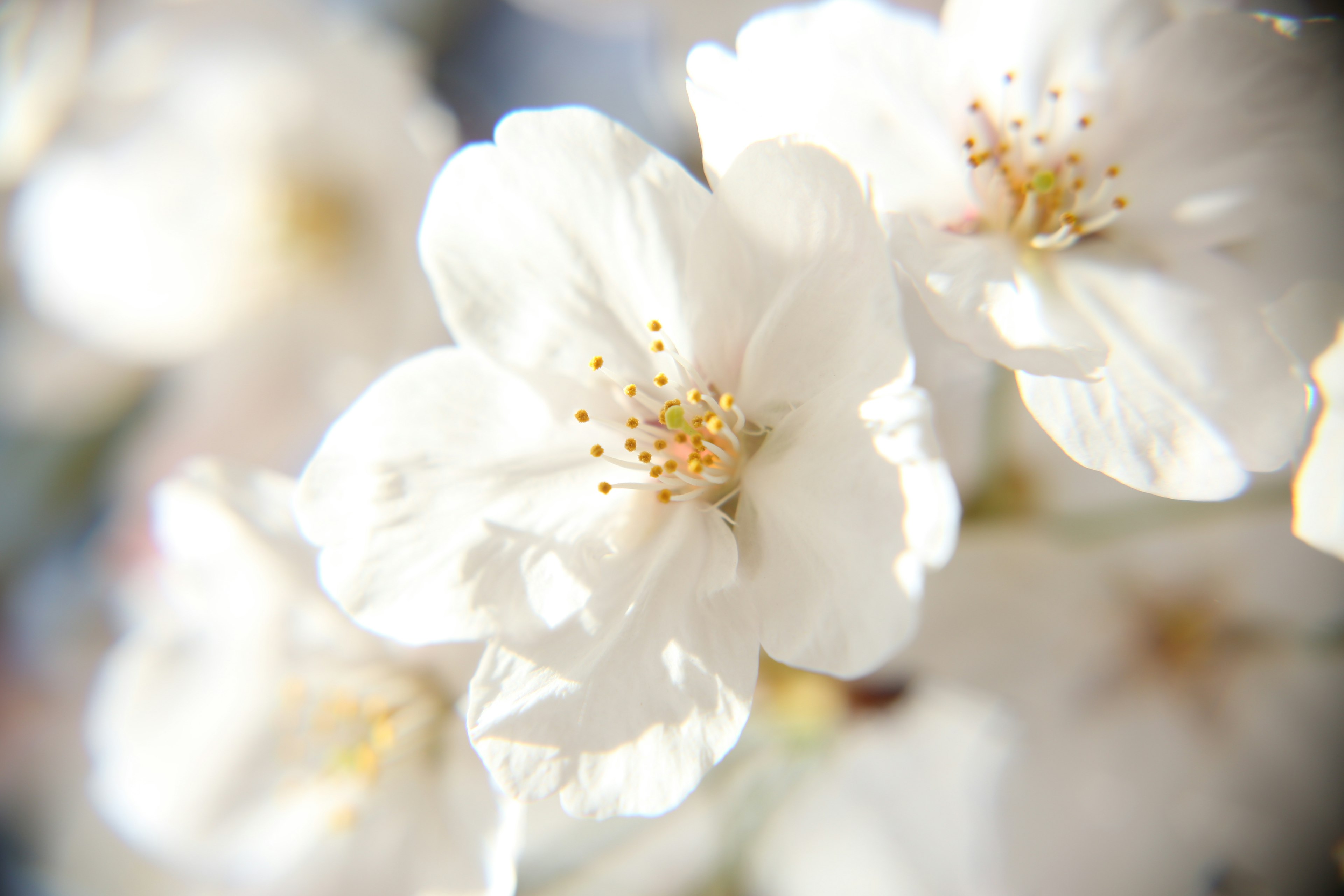 Primo piano di fiori di ciliegio bianchi in fiore