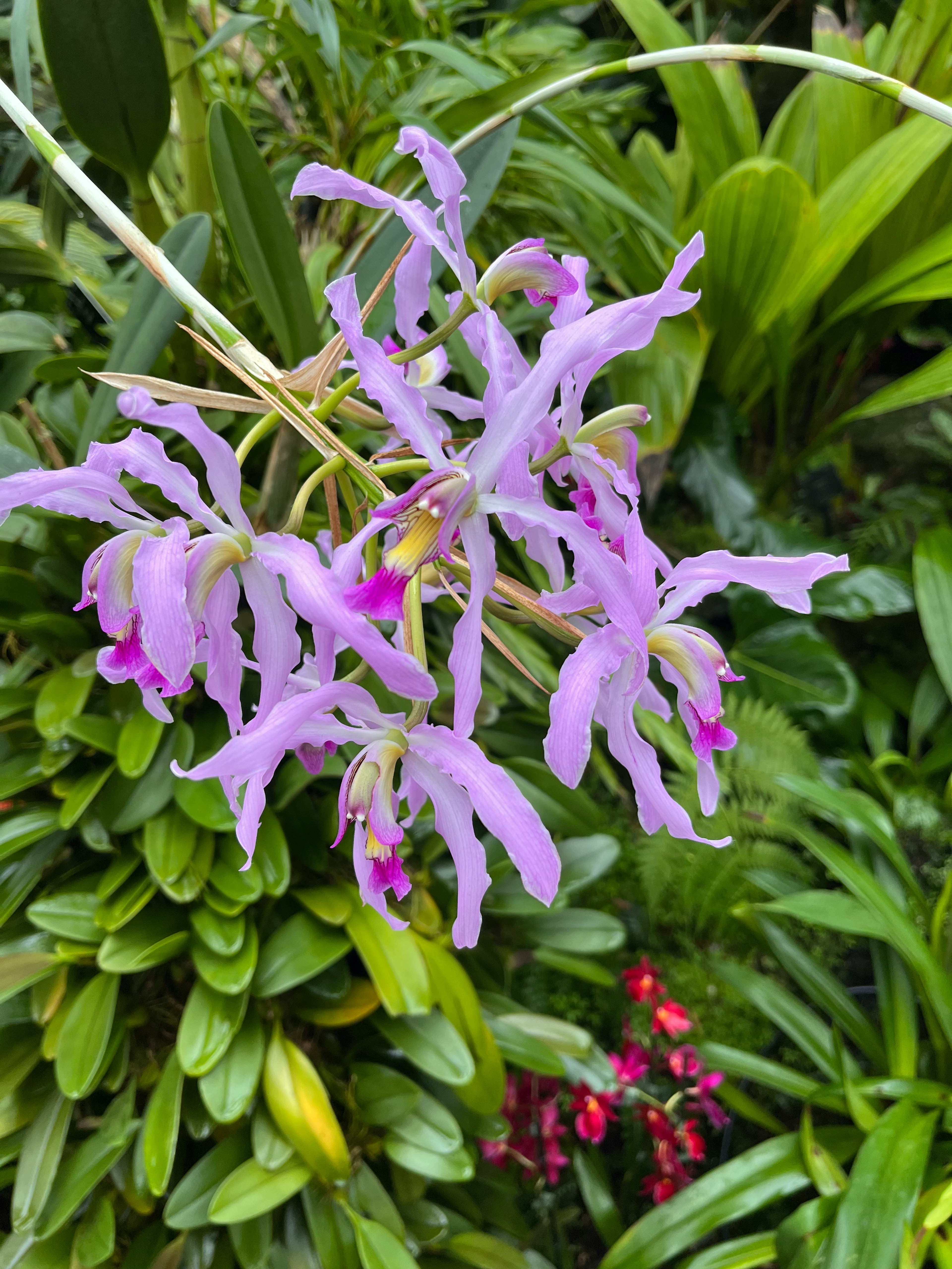 紫色の花が特徴的な蘭の花束が緑の植物の中に咲いています