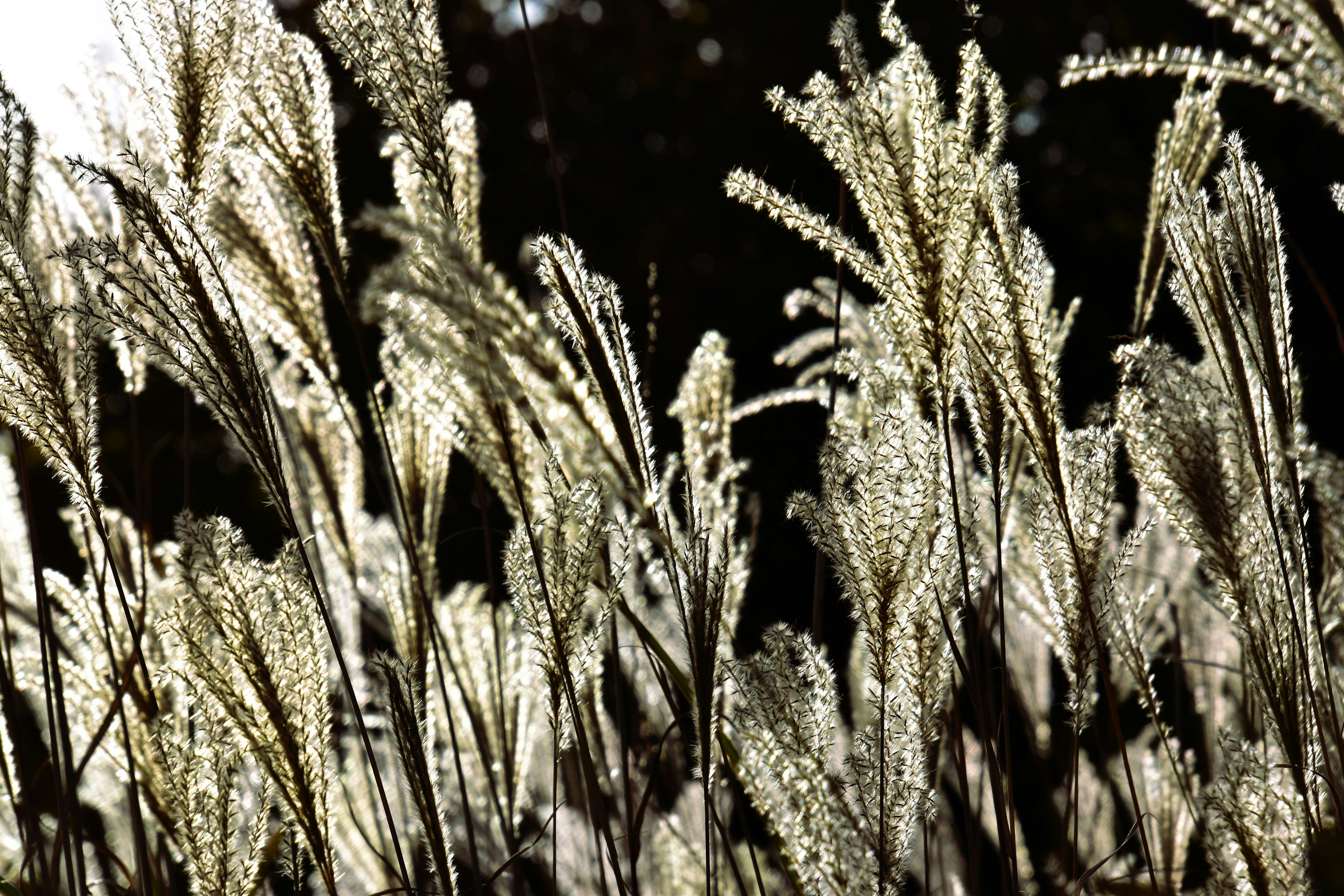 Backlit grass plumes swaying in the wind