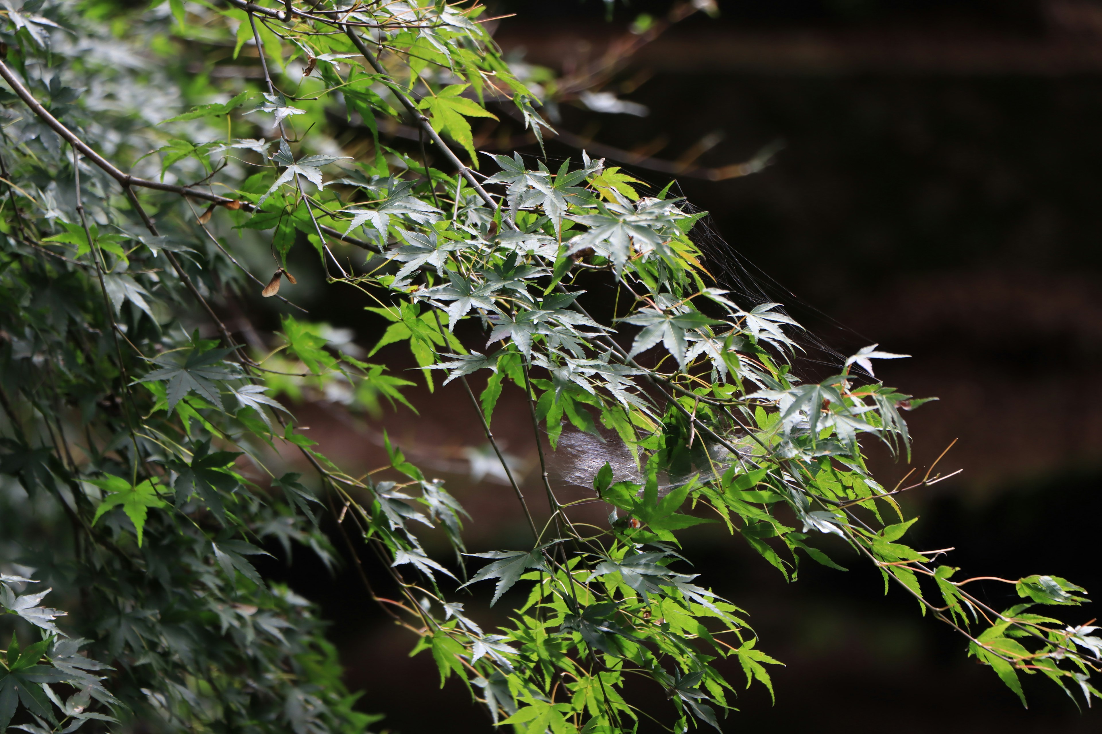 特写的鲜绿色枫树叶子在一根树枝上