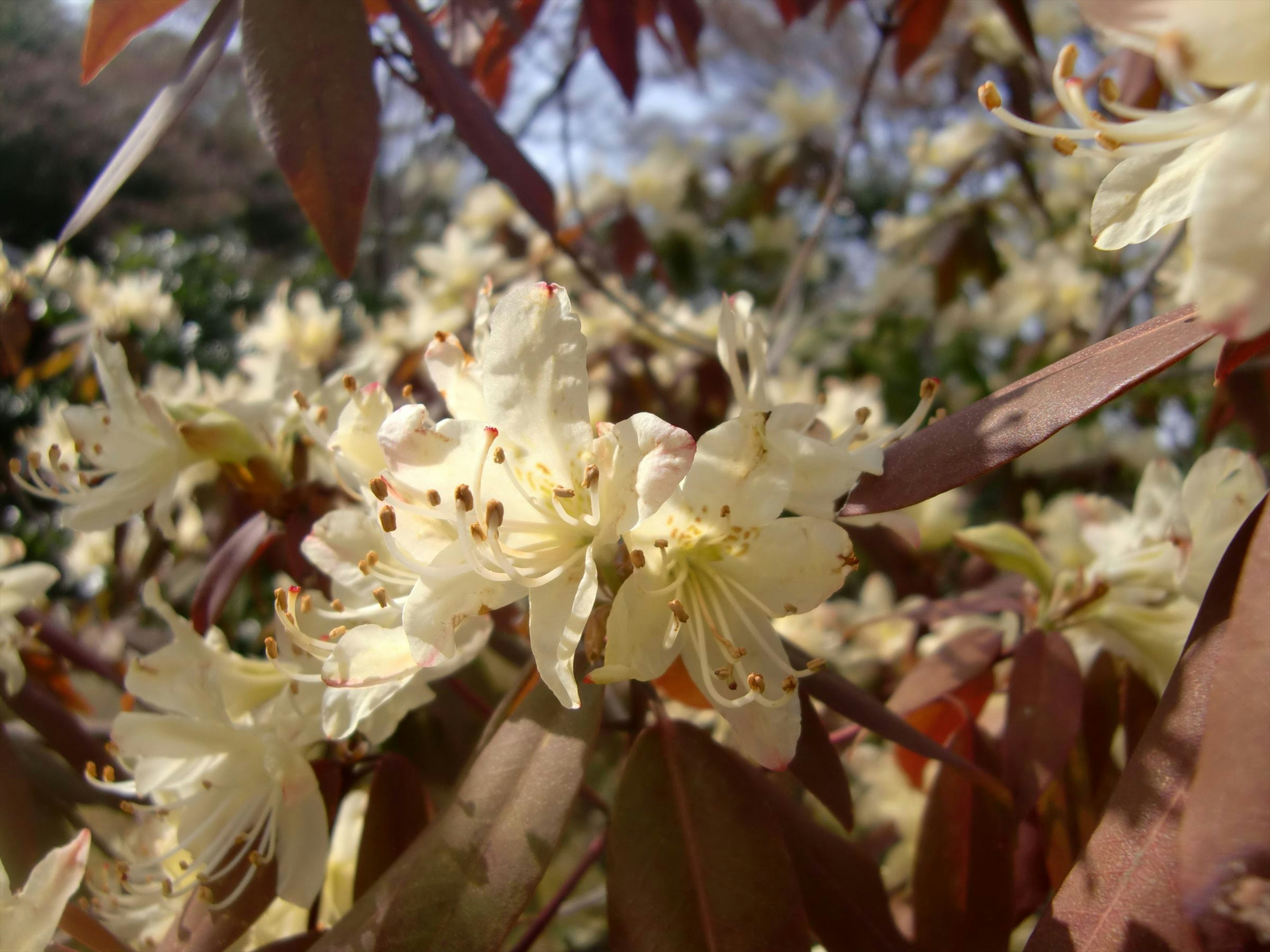 Flores amarillas delicadas con hojas marrones en un arbusto