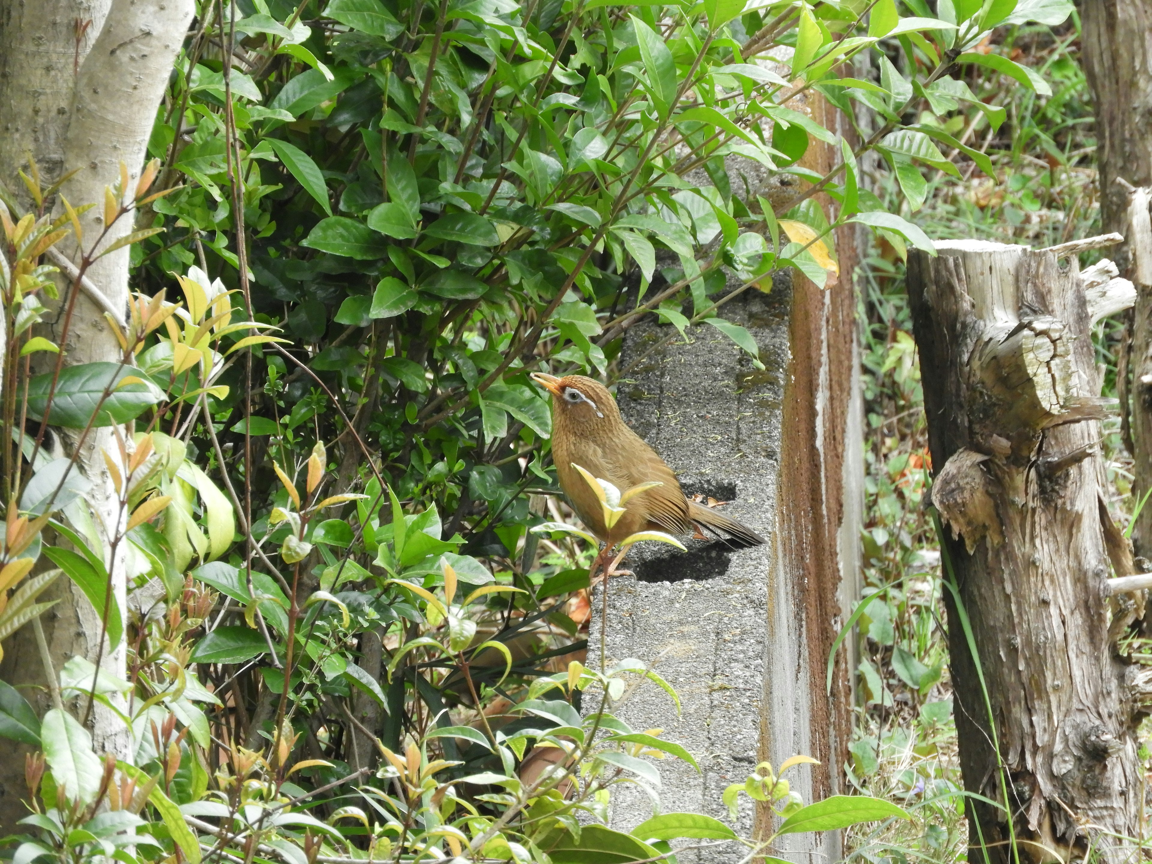 Animal perched on a log surrounded by lush greenery