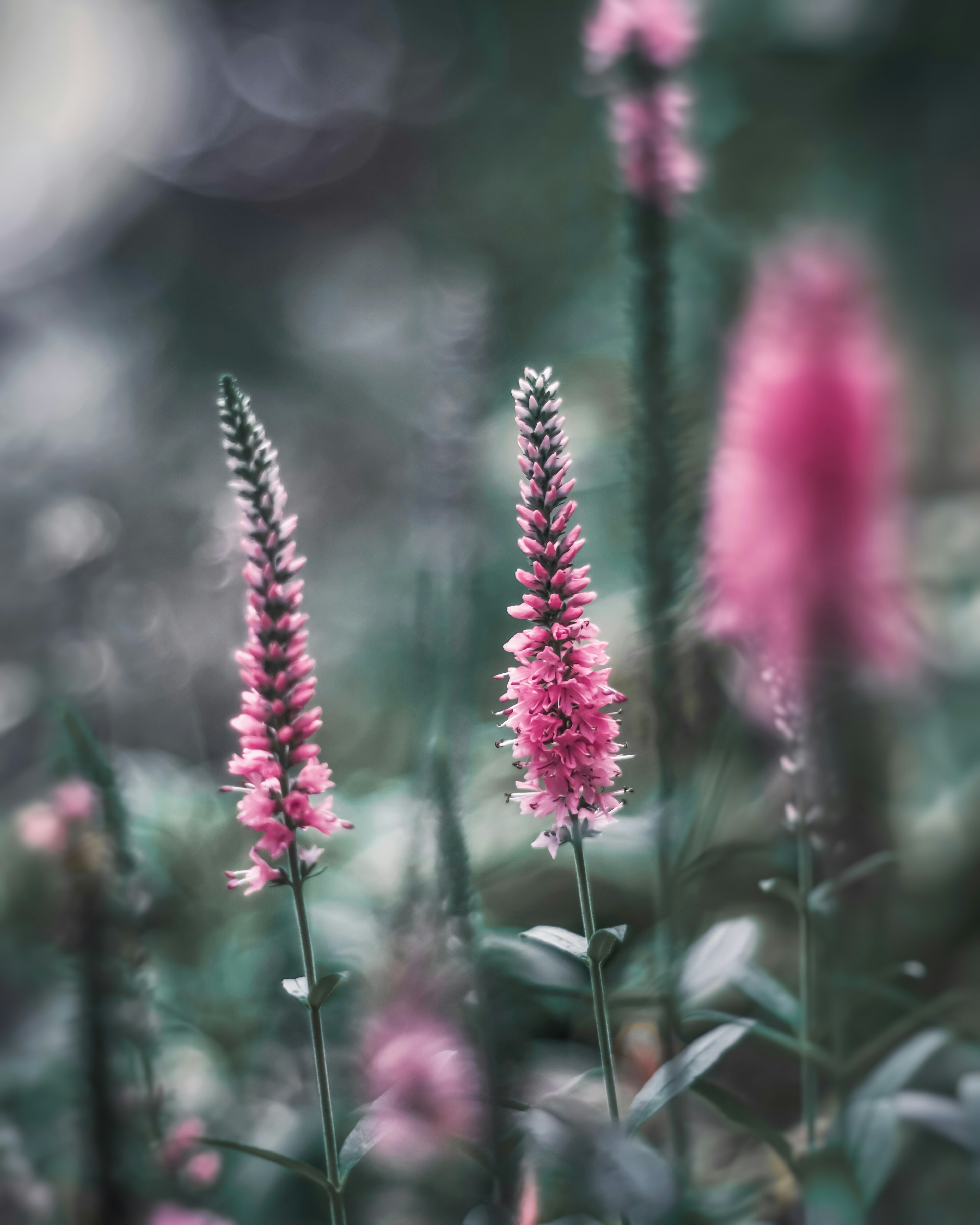 ピンクの花が咲いている風景がぼんやりとした背景に映し出されている