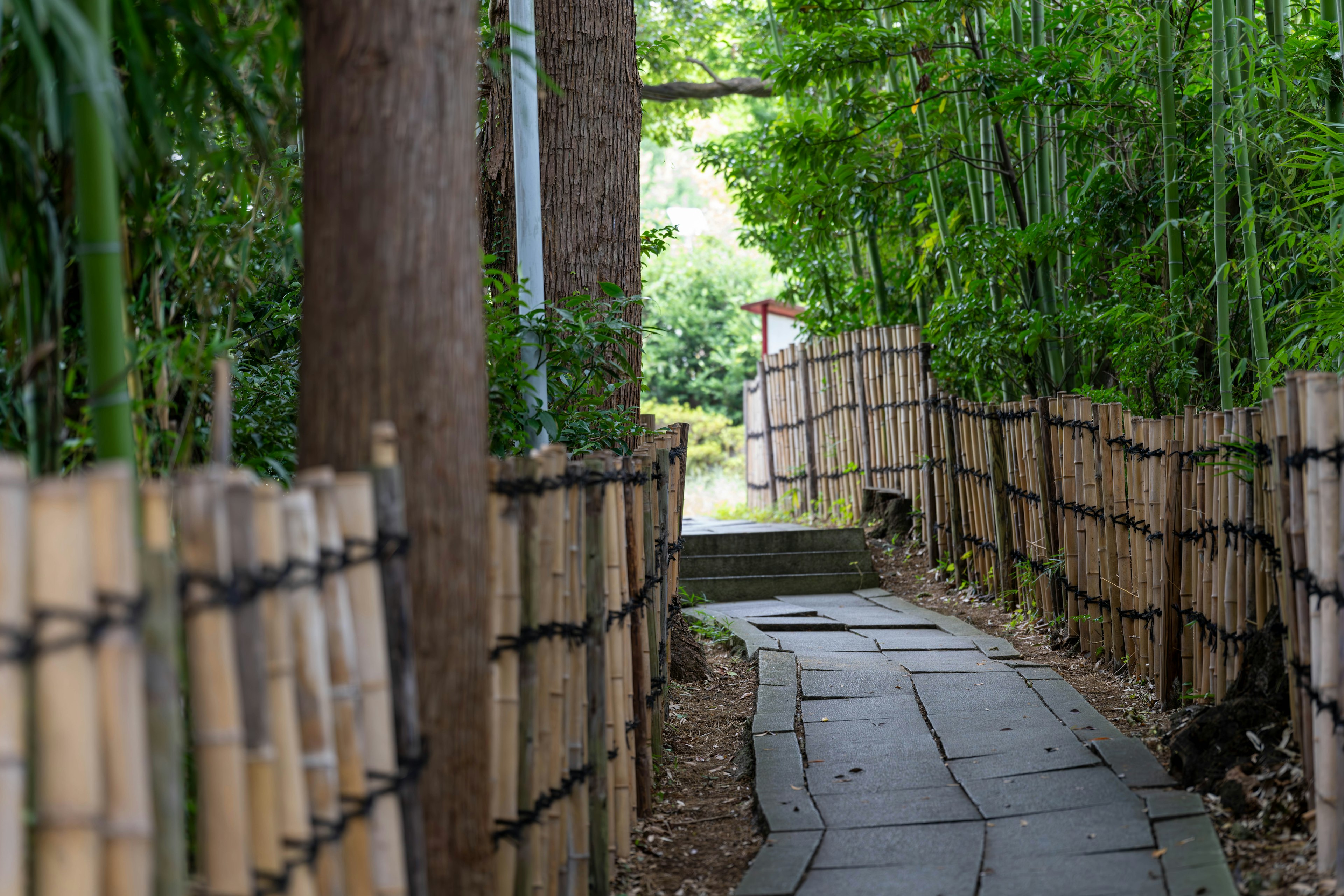 A serene pathway surrounded by bamboo and lush greenery