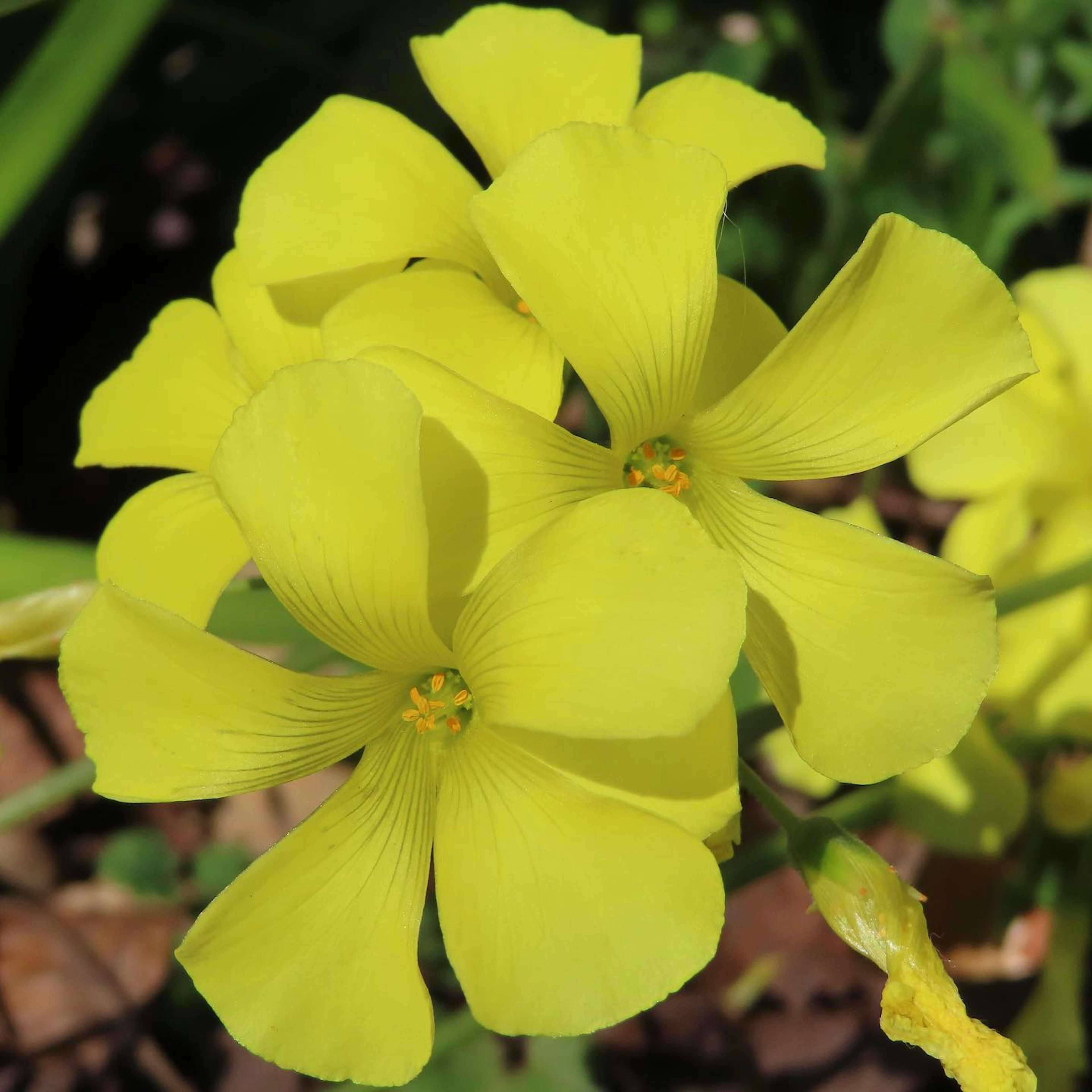 Un groupe de fleurs jaunes vives en pleine floraison