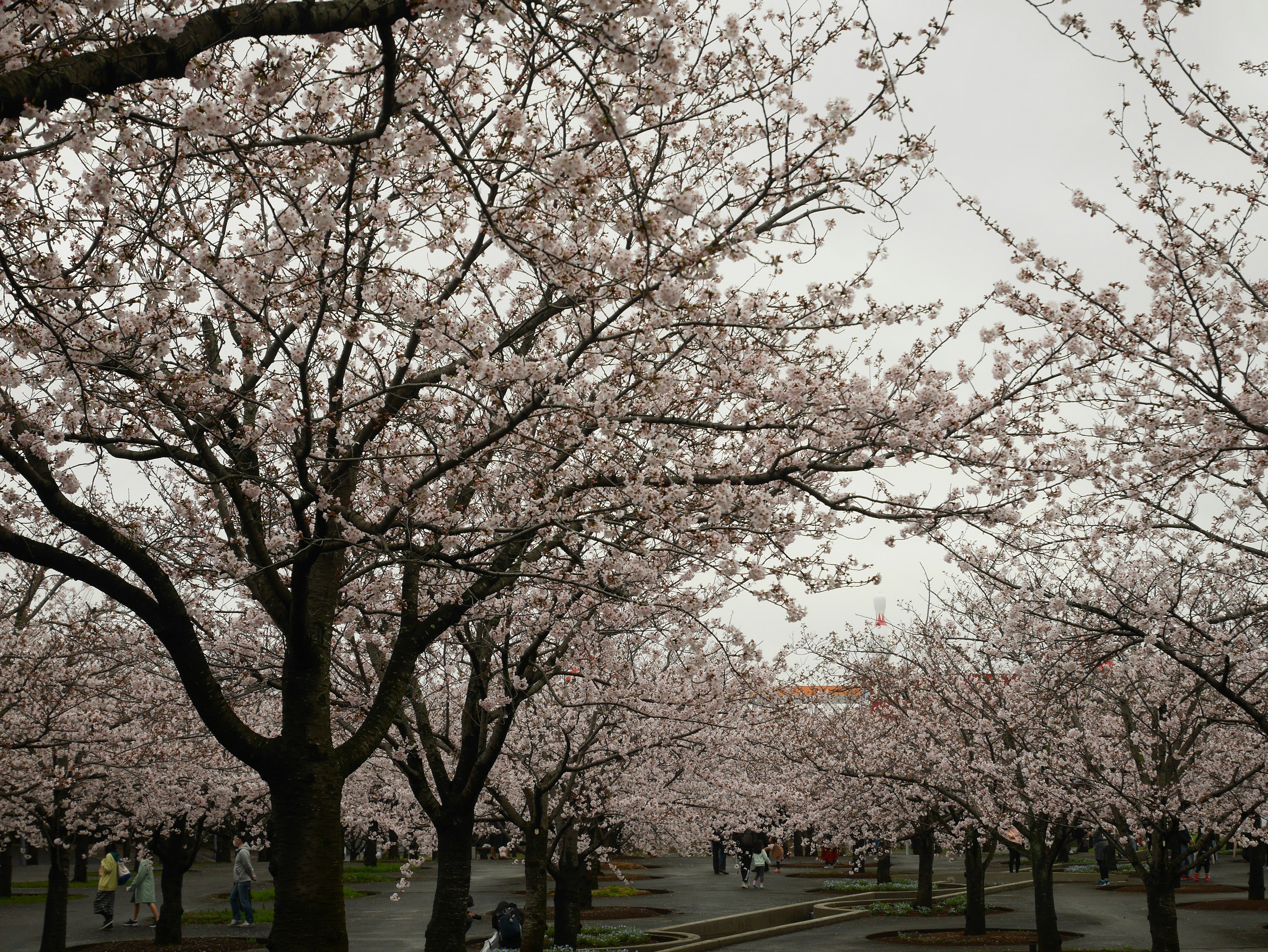 Pemandangan taman dengan pohon sakura yang mekar