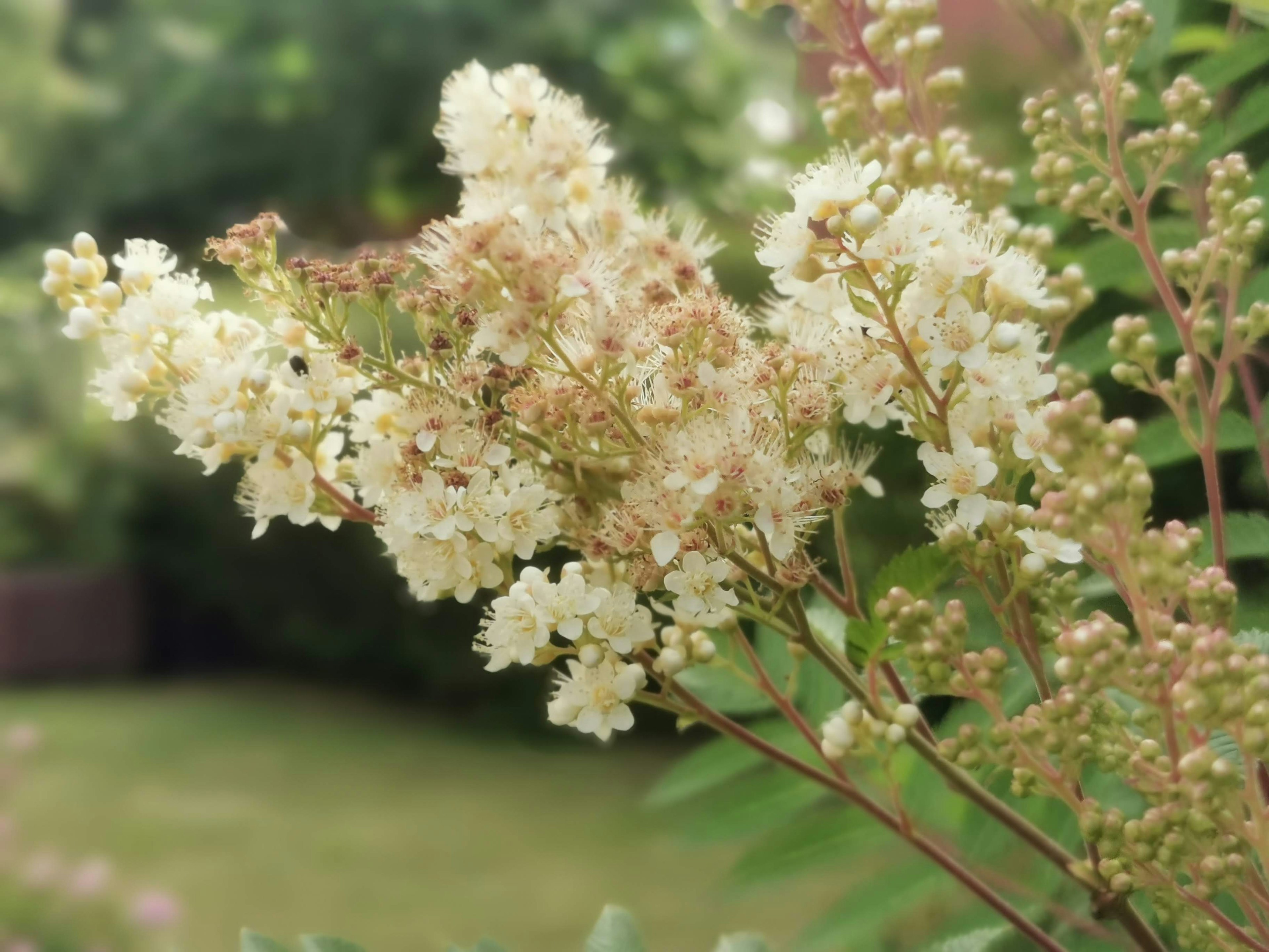 白い花が咲いている植物のクローズアップ背景にはぼやけた緑の庭