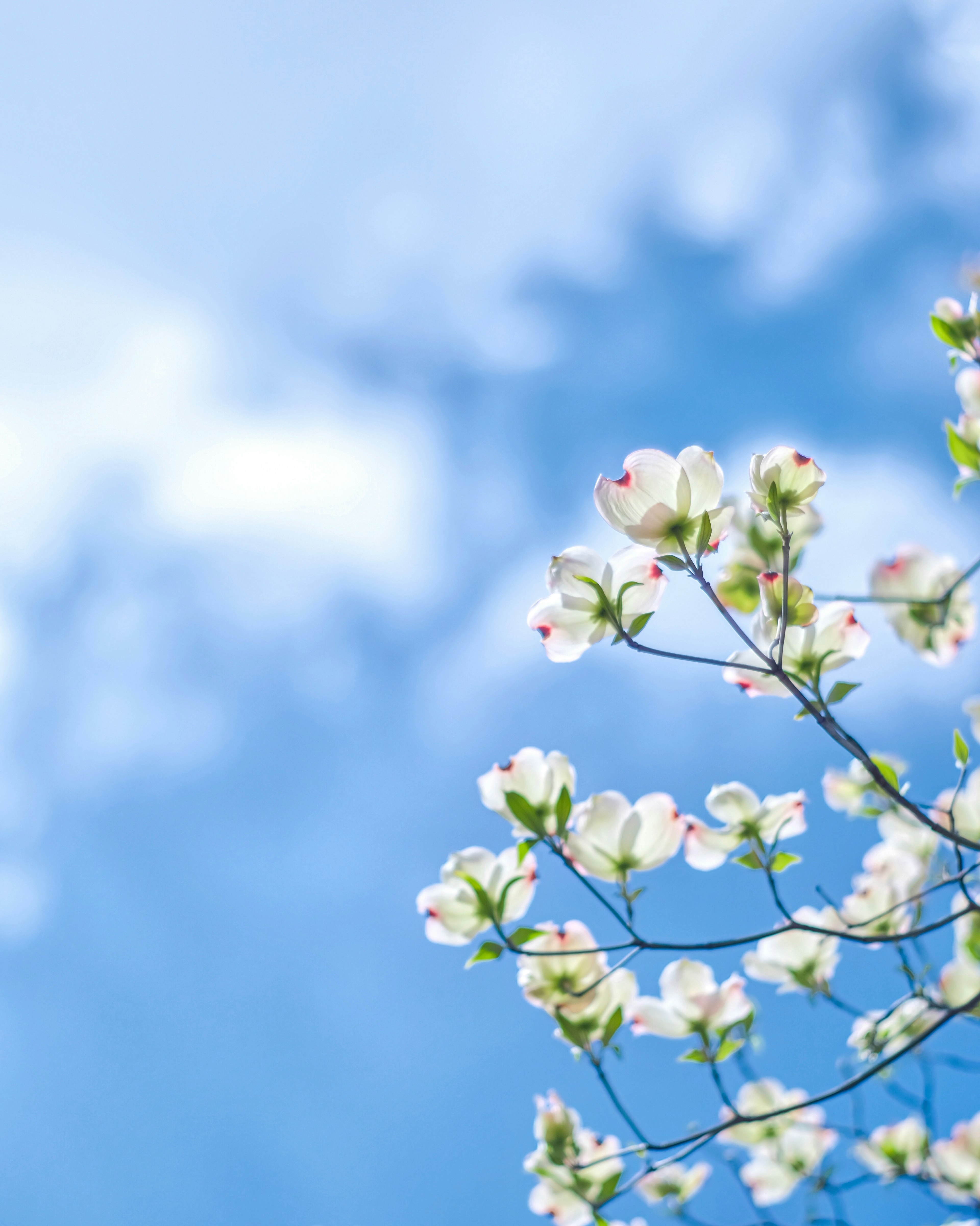 Branches of white flowers against a blue sky