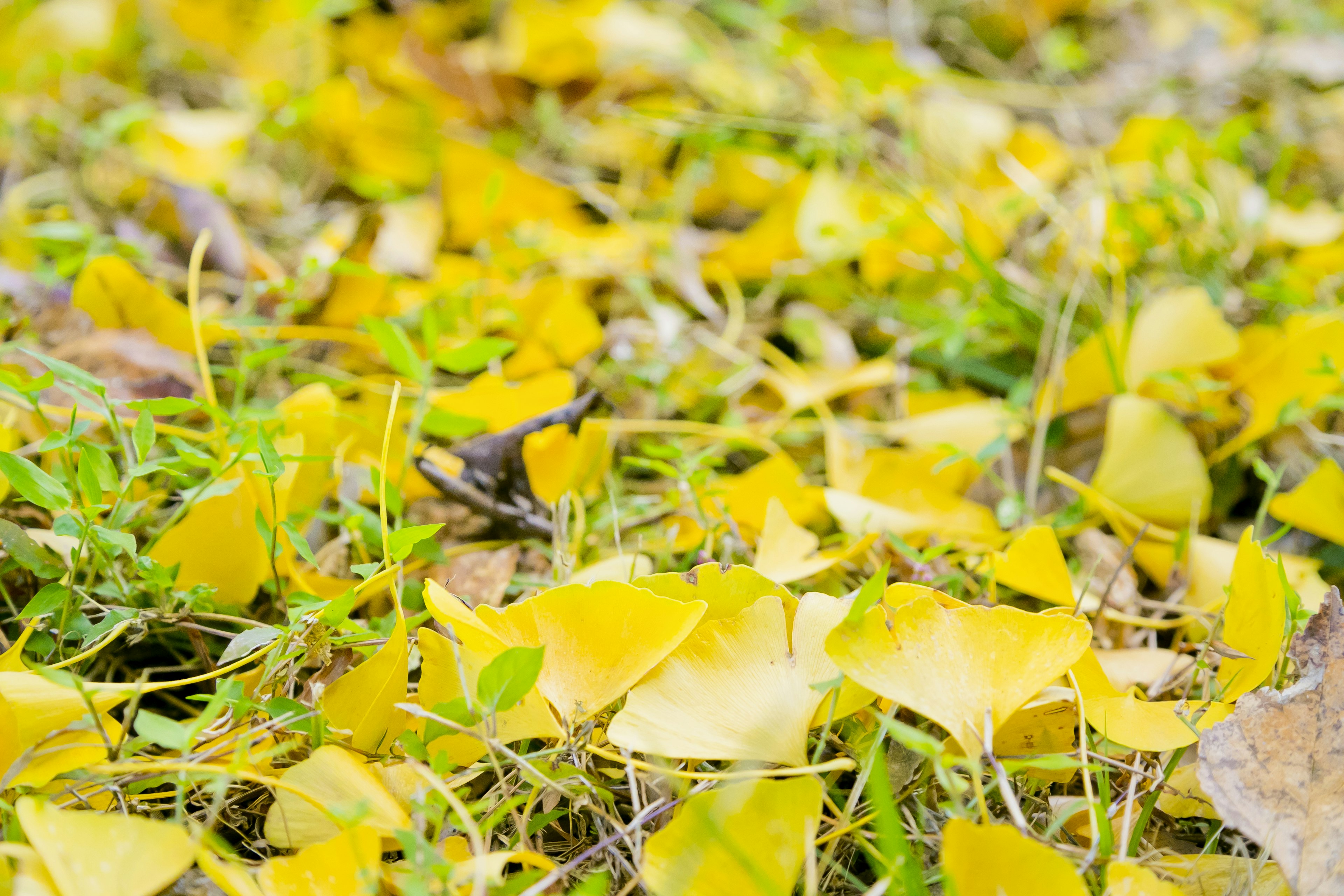 Un sol recouvert de feuilles jaunes éparpillées et d'herbe verte