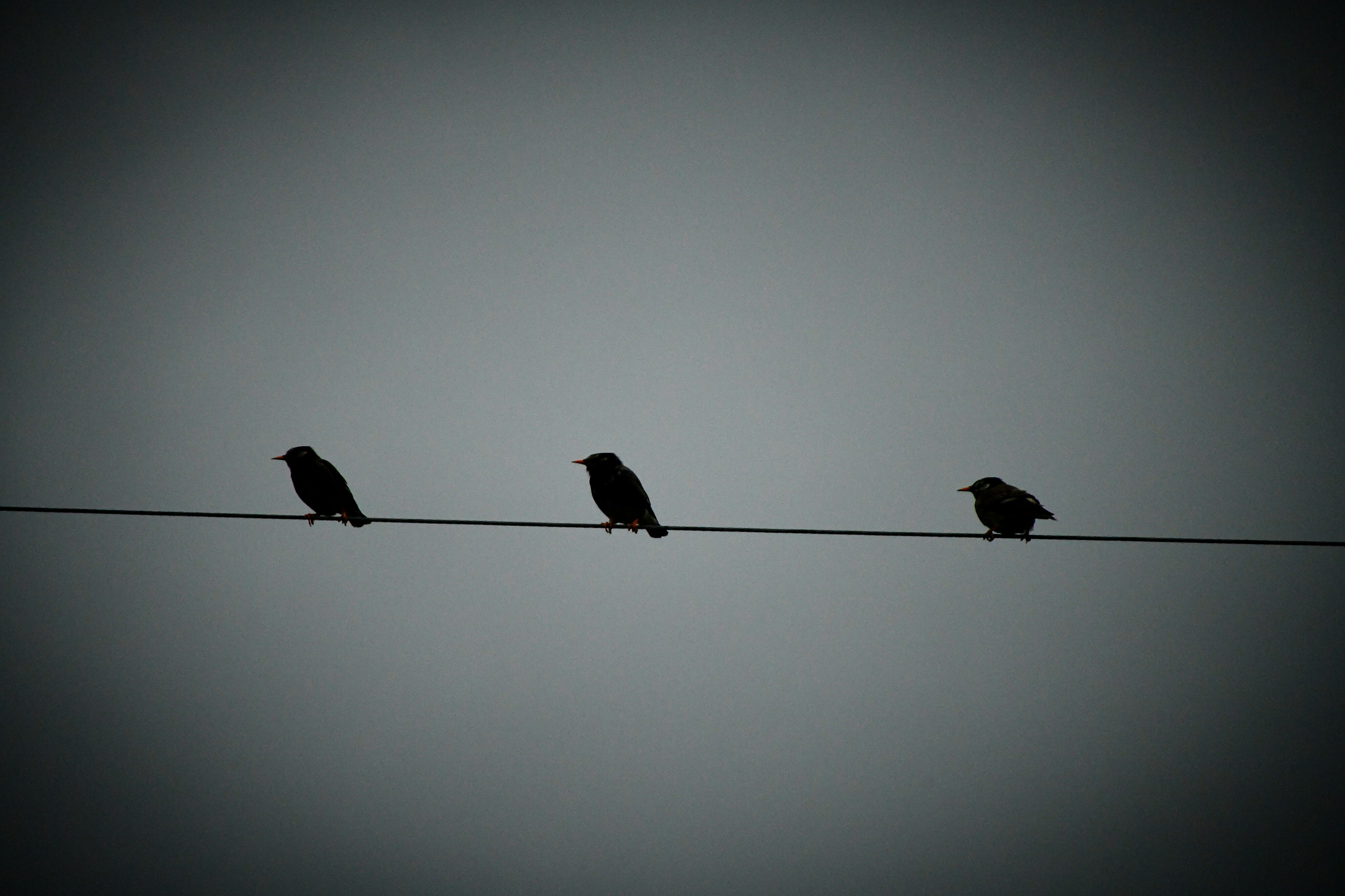 Trois oiseaux perchés sur un fil devant un fond sombre