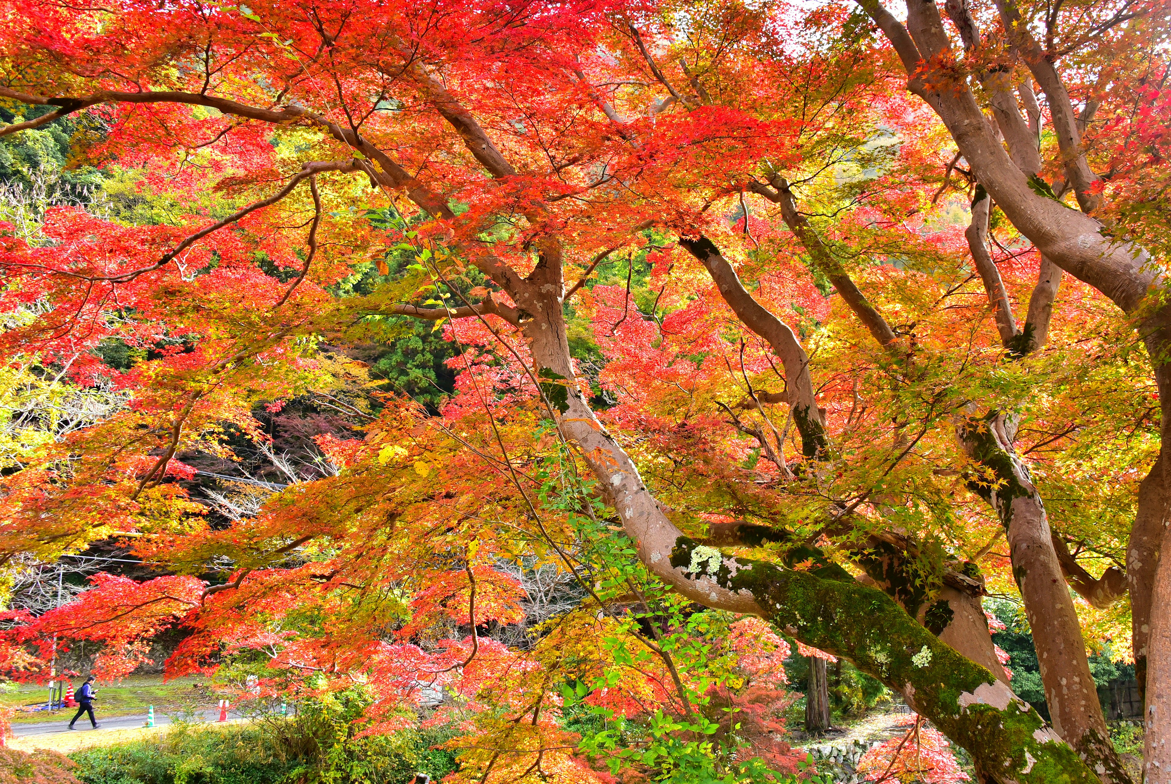 Vibrant autumn foliage with red and orange leaves in a serene setting