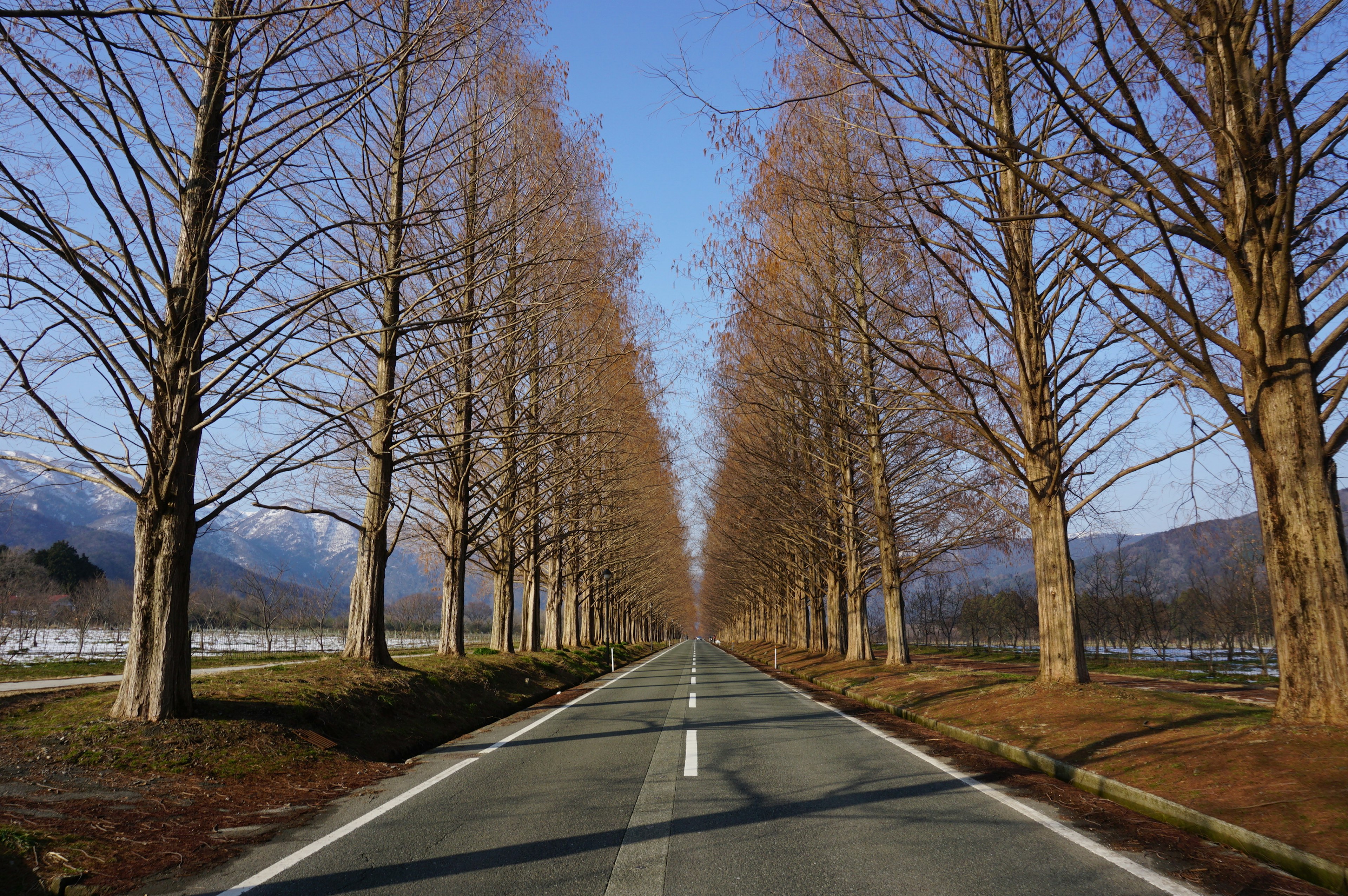 Baumgesäumte Straße mit kahlen Bäumen unter einem blauen Himmel und schneebedeckten Bergen