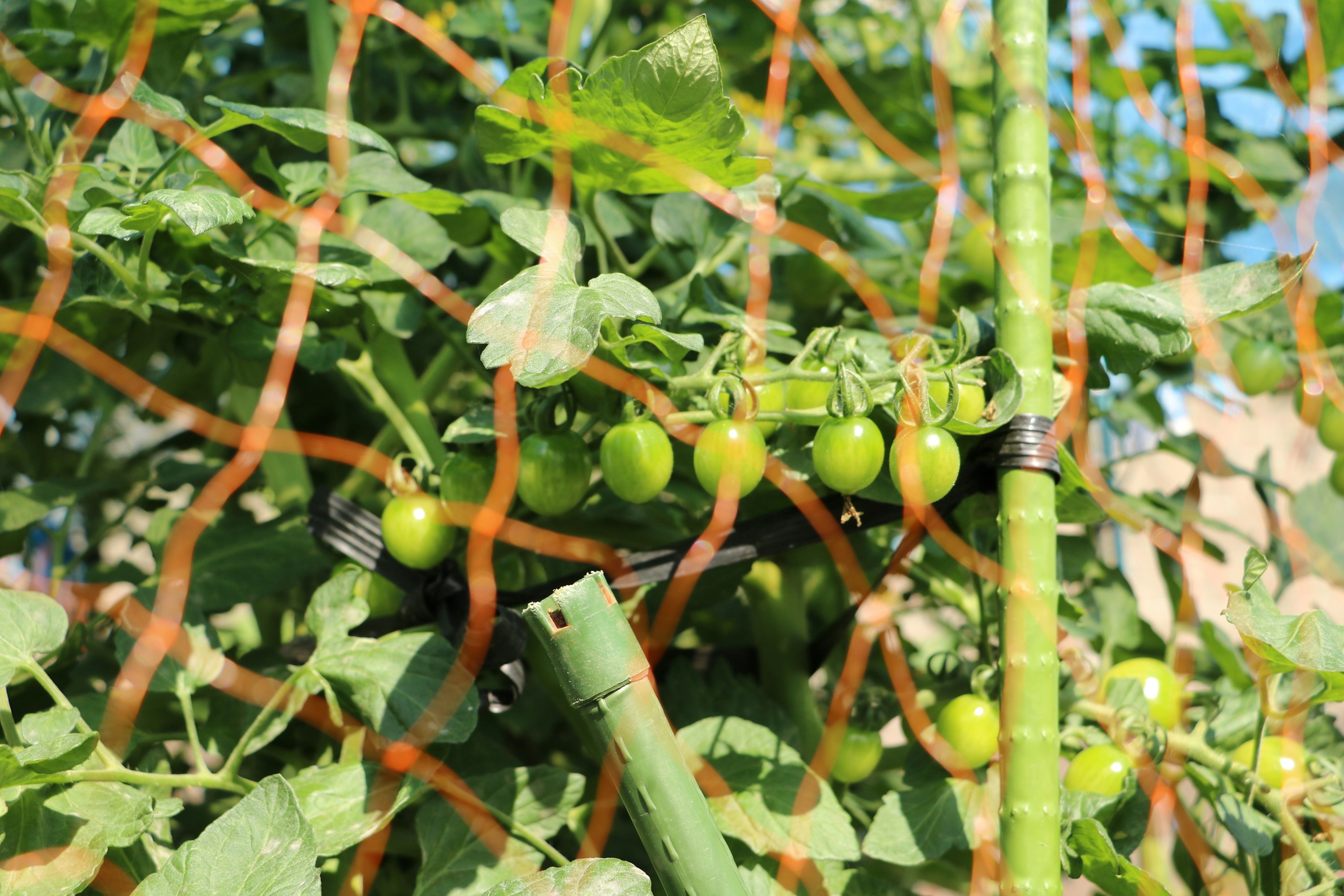 Nahaufnahme von grünen Tomaten, die an einer Pflanze wachsen