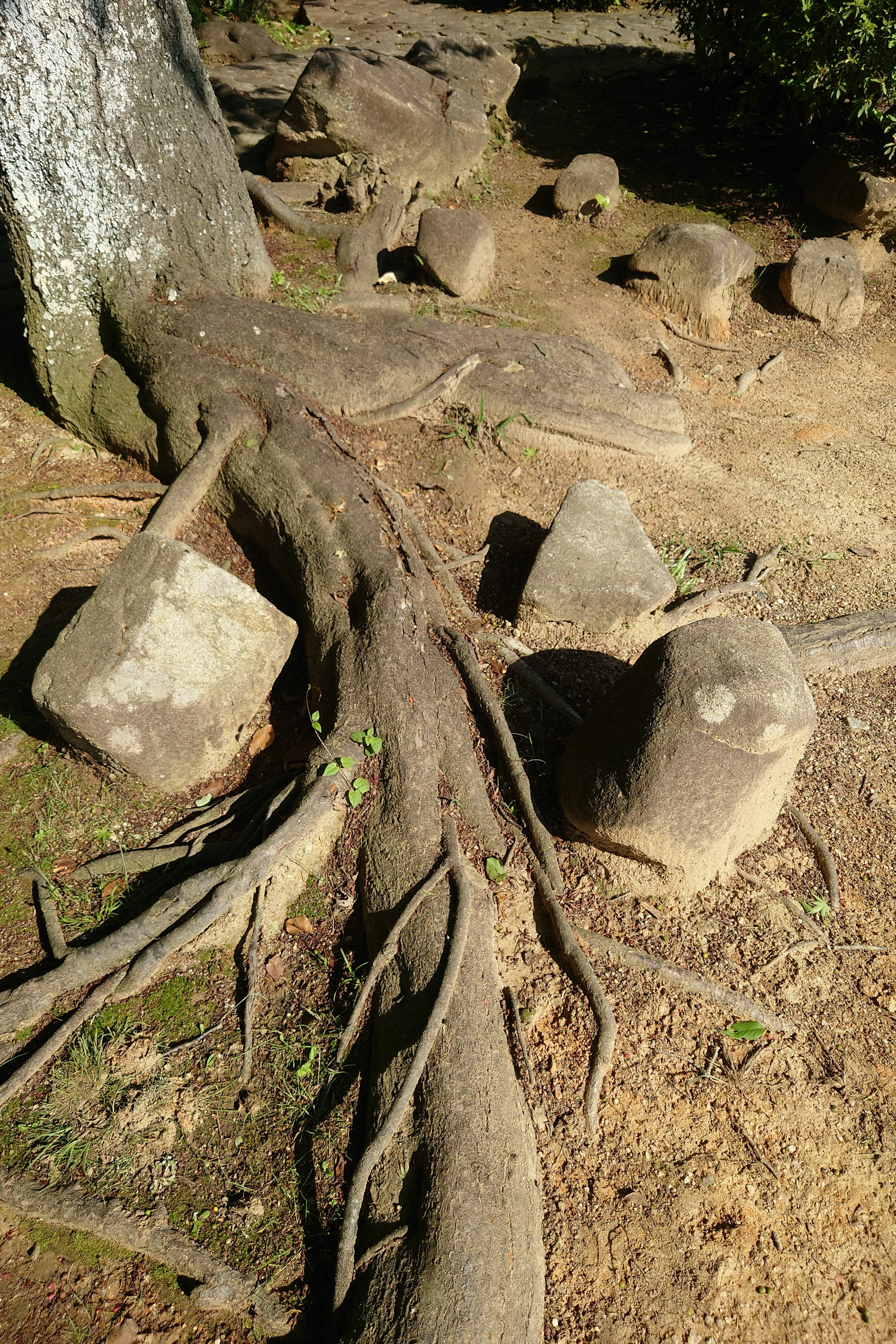 A landscape of tree roots and rocks on the ground