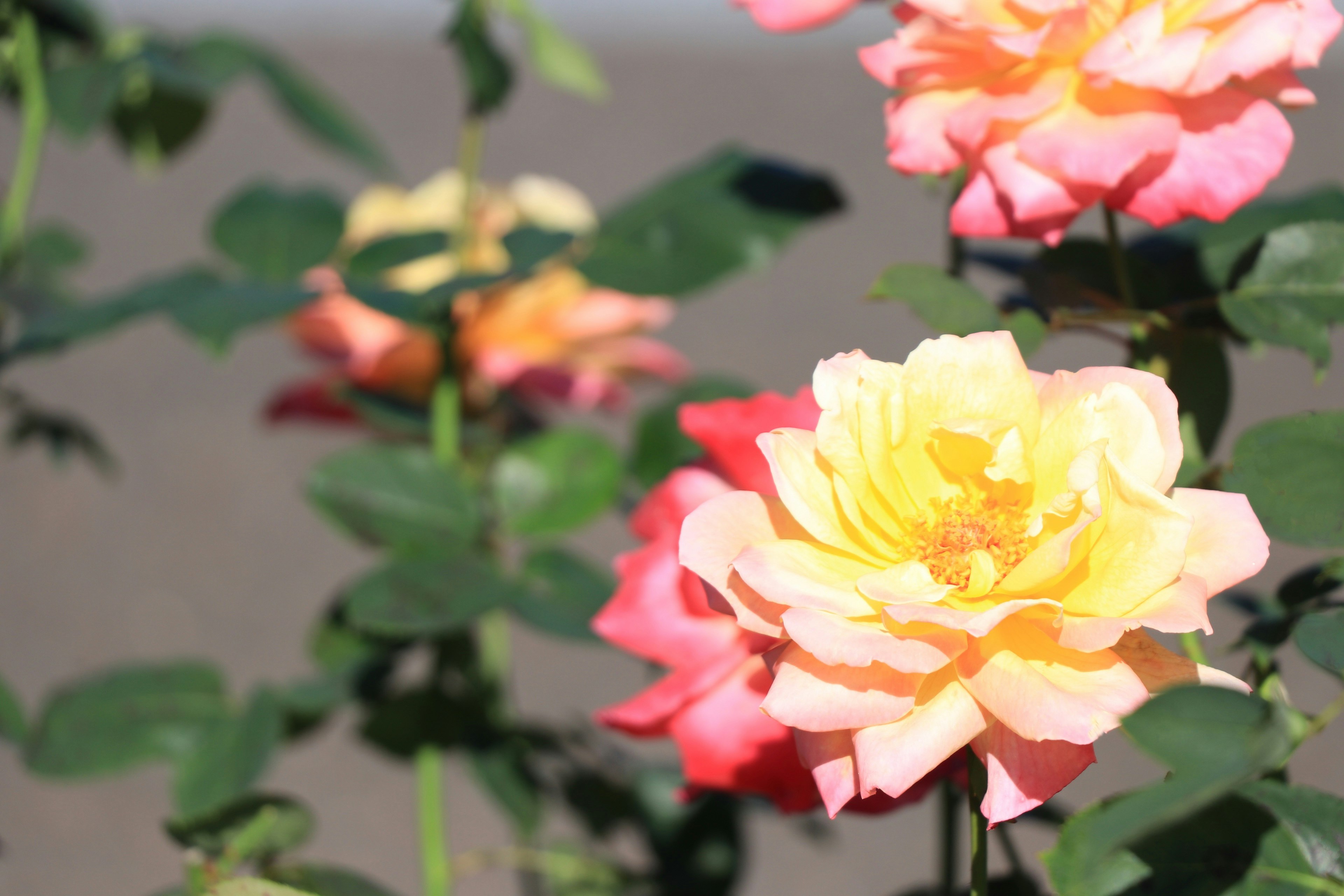 Una scena di giardino vibrante con rose in fiore nelle tonalità di rosa e giallo