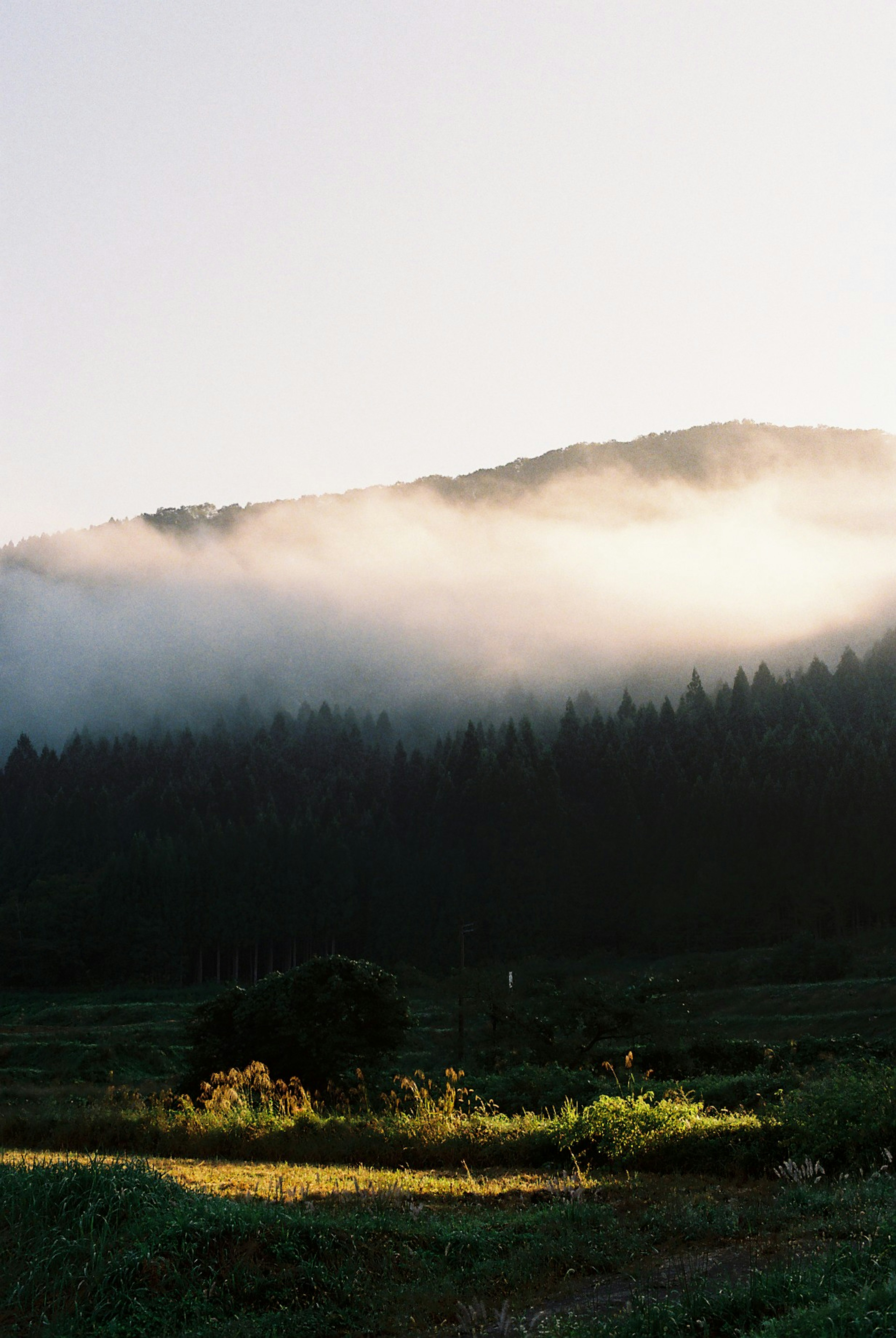 Fog-covered mountains with soft light illuminating the meadow