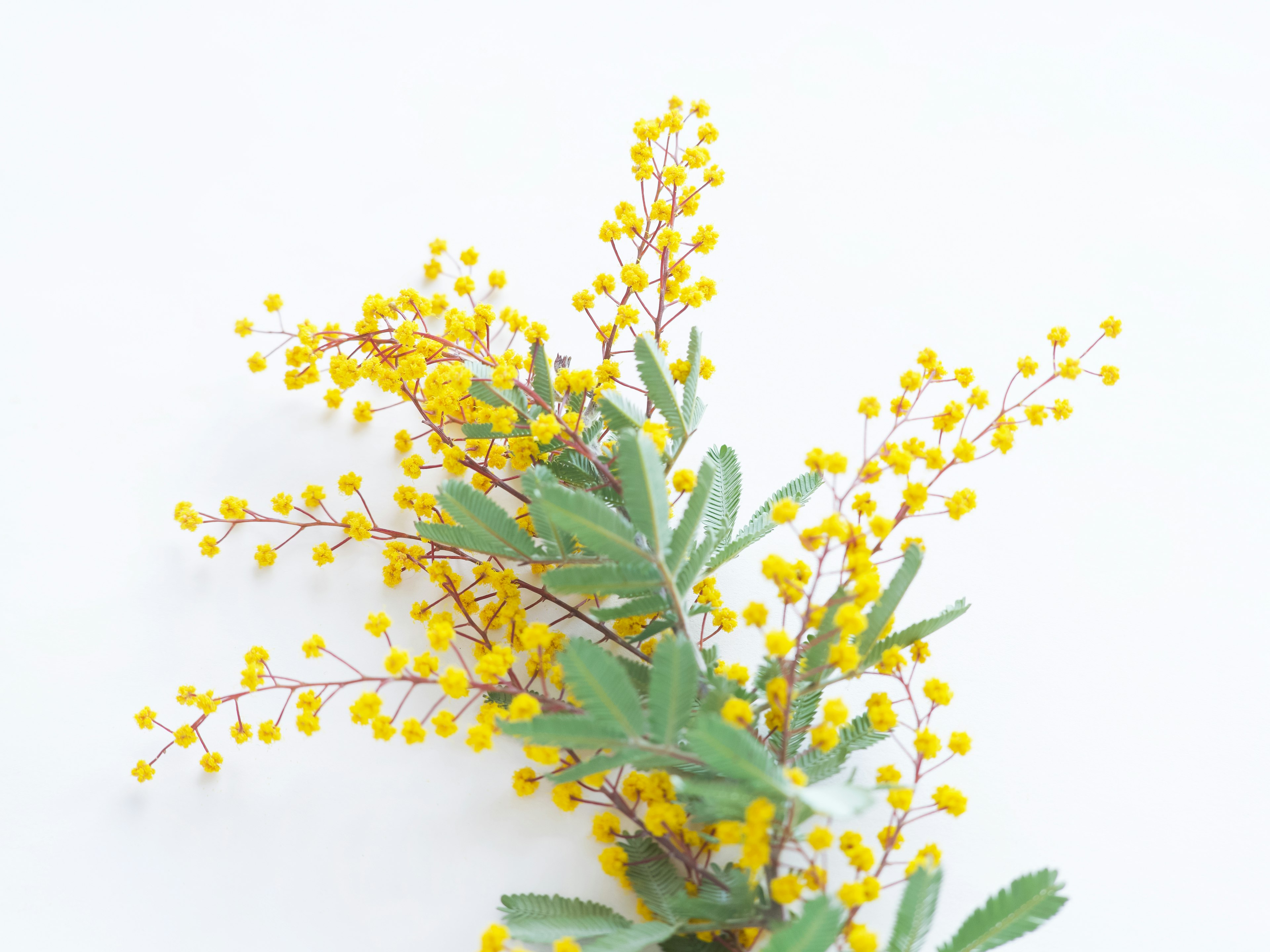 Yellow mimosa flowers and green leaves on a white background