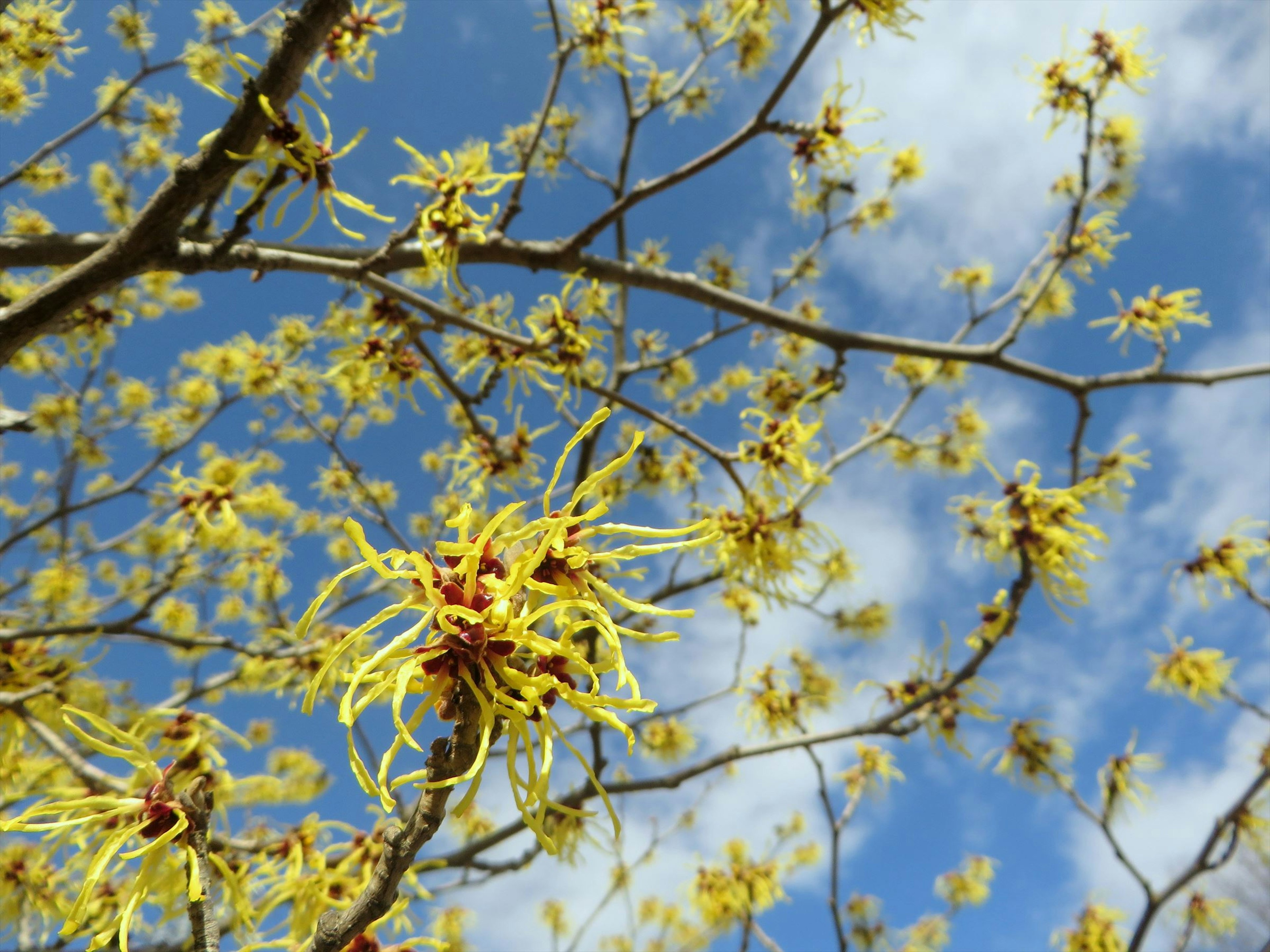 Primer plano de ramas con flores amarillas contra un cielo azul